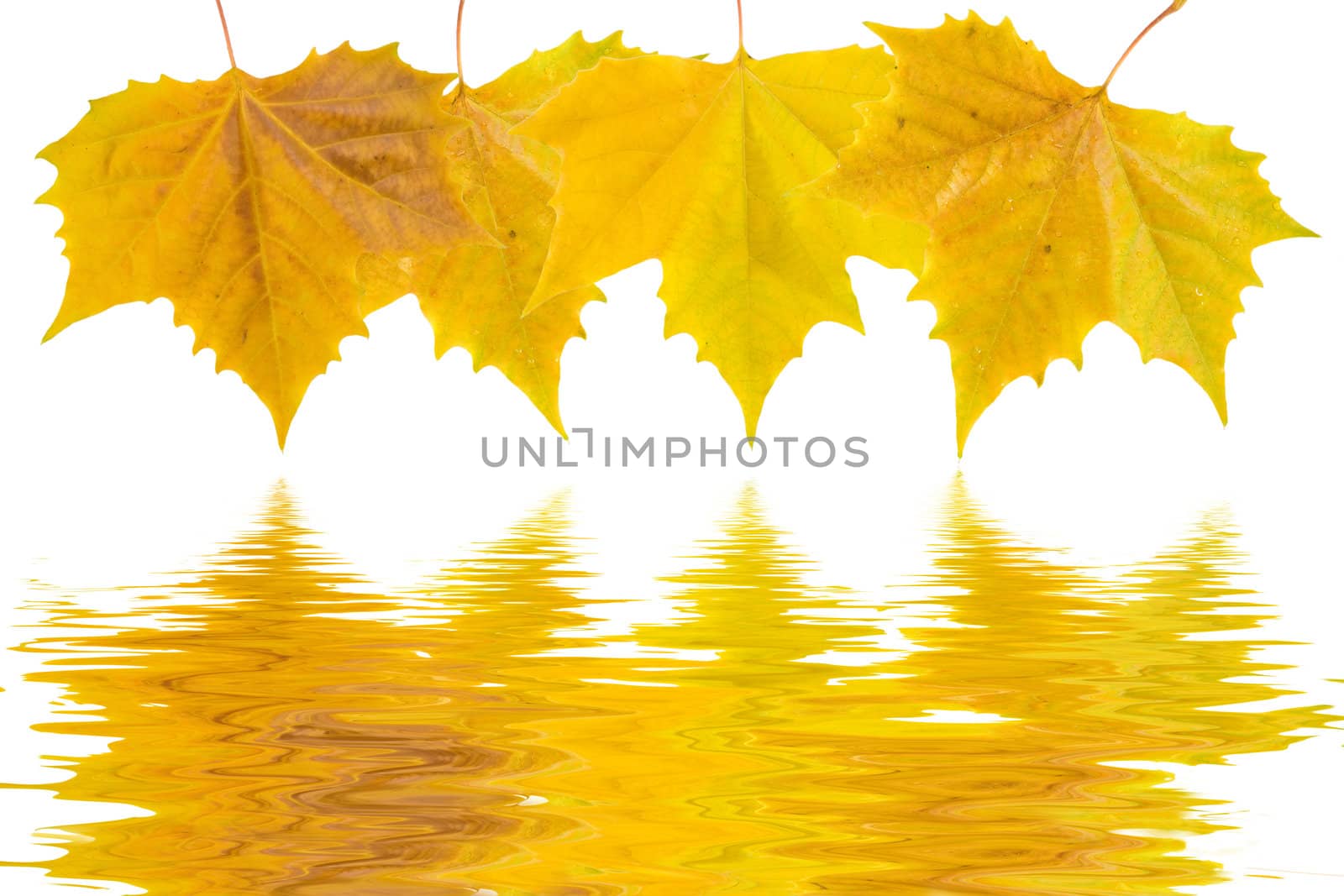 Beautiful golden leaves in autumn