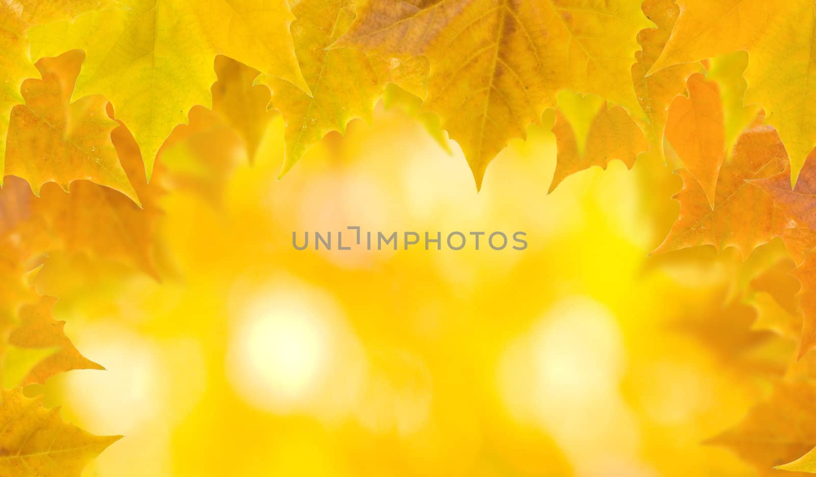 Beautiful leaves in autumn by juweber