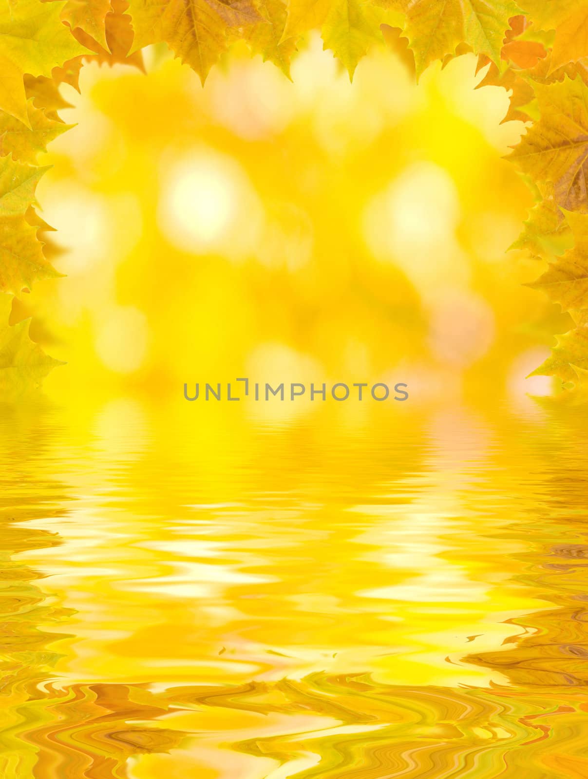 Beautiful golden leaves in autumn