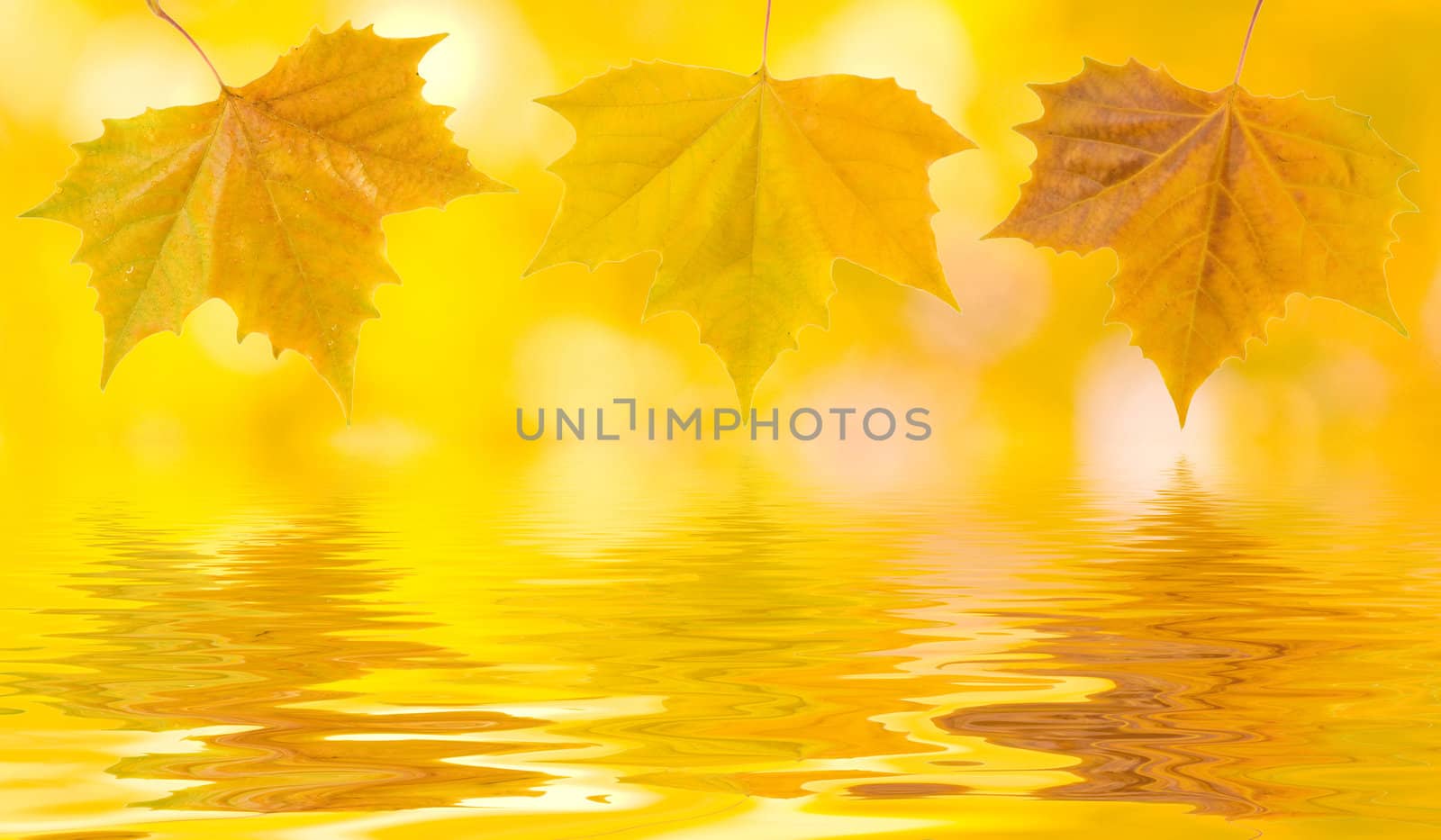 Beautiful golden leaves in autumn