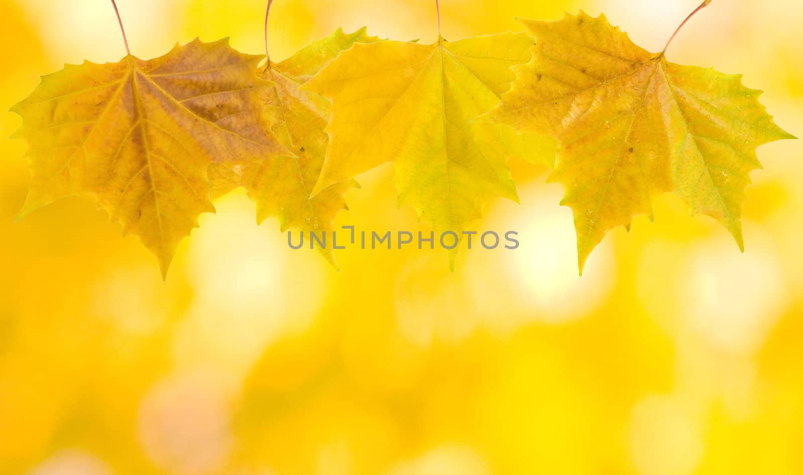 Beautiful leaves in autumn