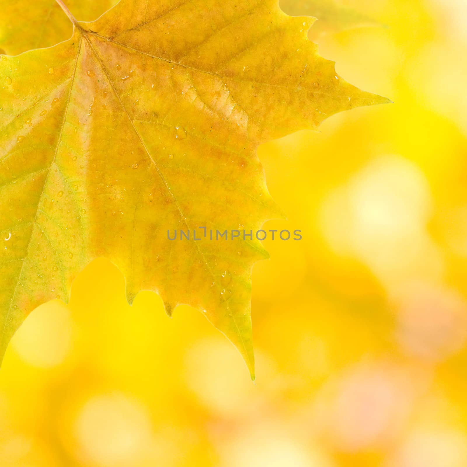 Beautiful leaves in autumn