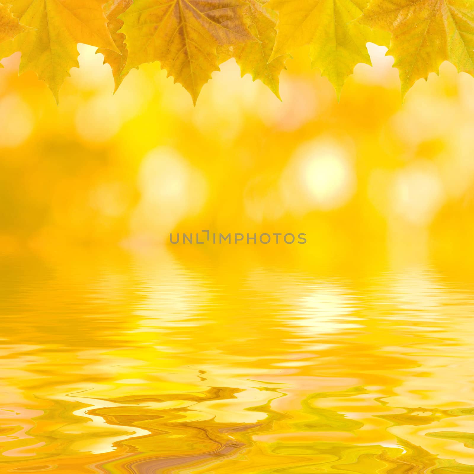 Beautiful golden leaves in autumn