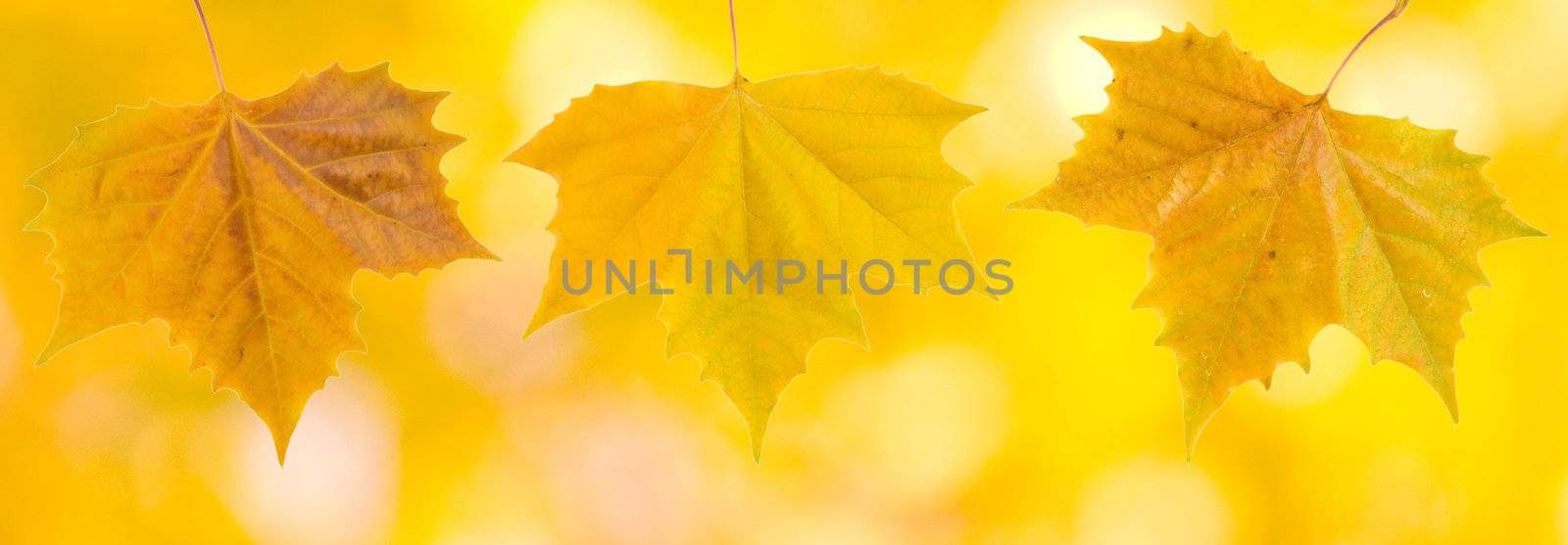 Beautiful leaves in autumn
