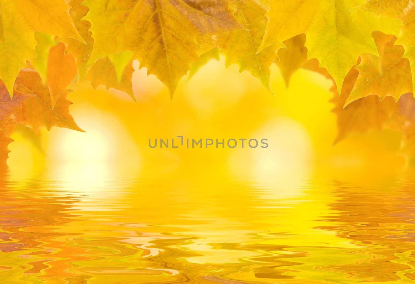 Beautiful golden leaves in autumn