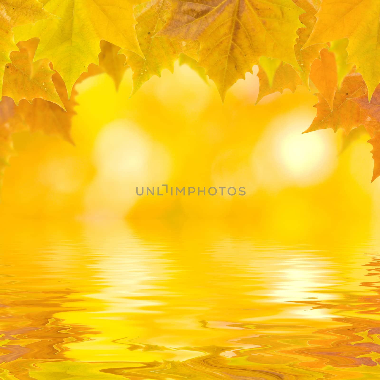 Beautiful golden leaves in autumn