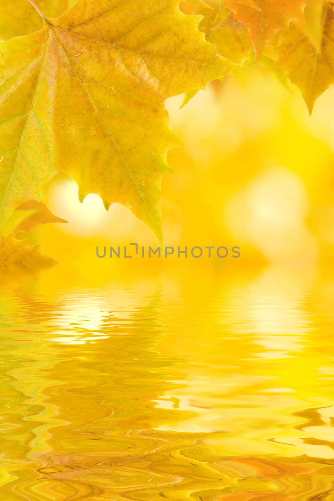 Beautiful golden leaves in autumn