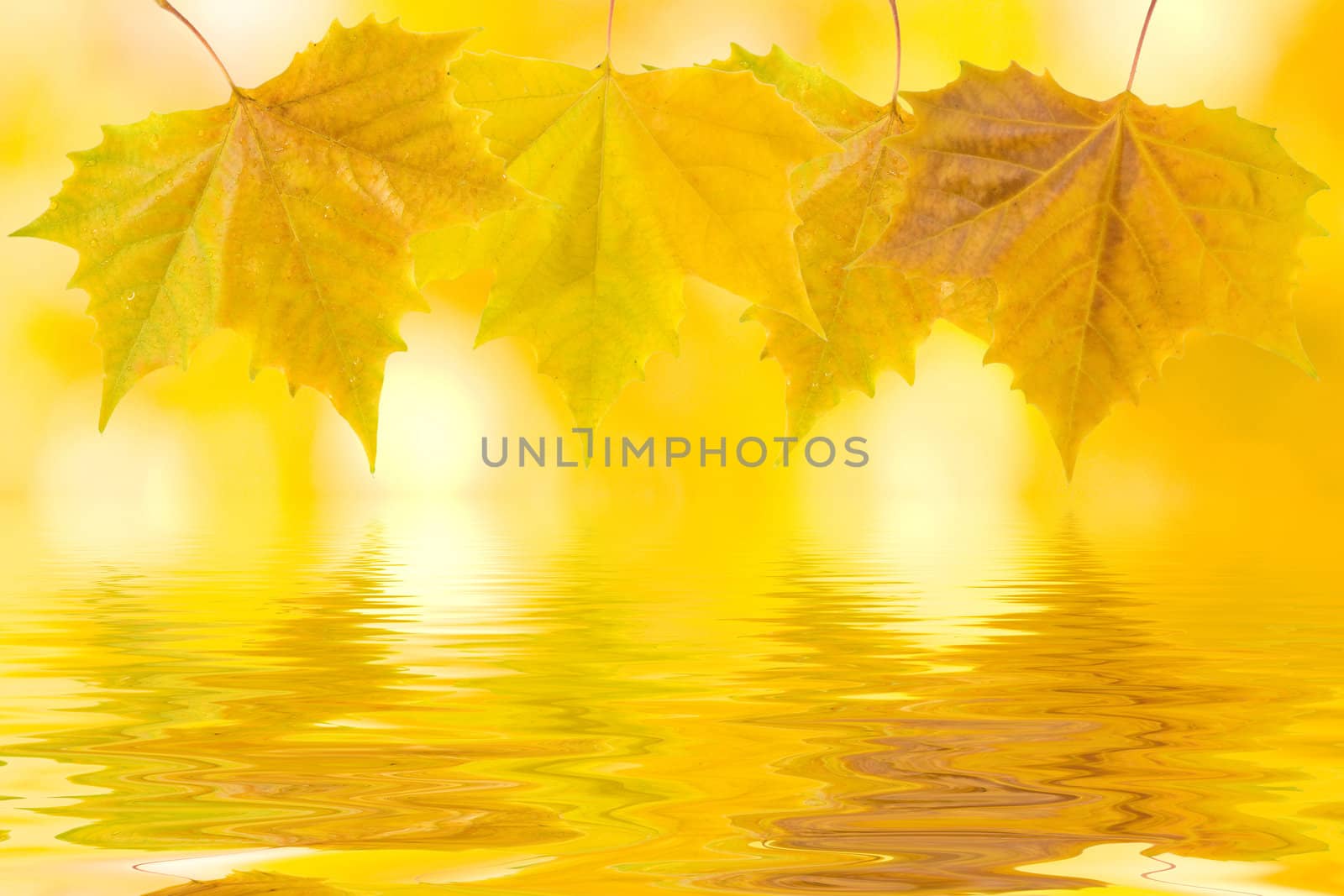 Beautiful golden leaves in autumn