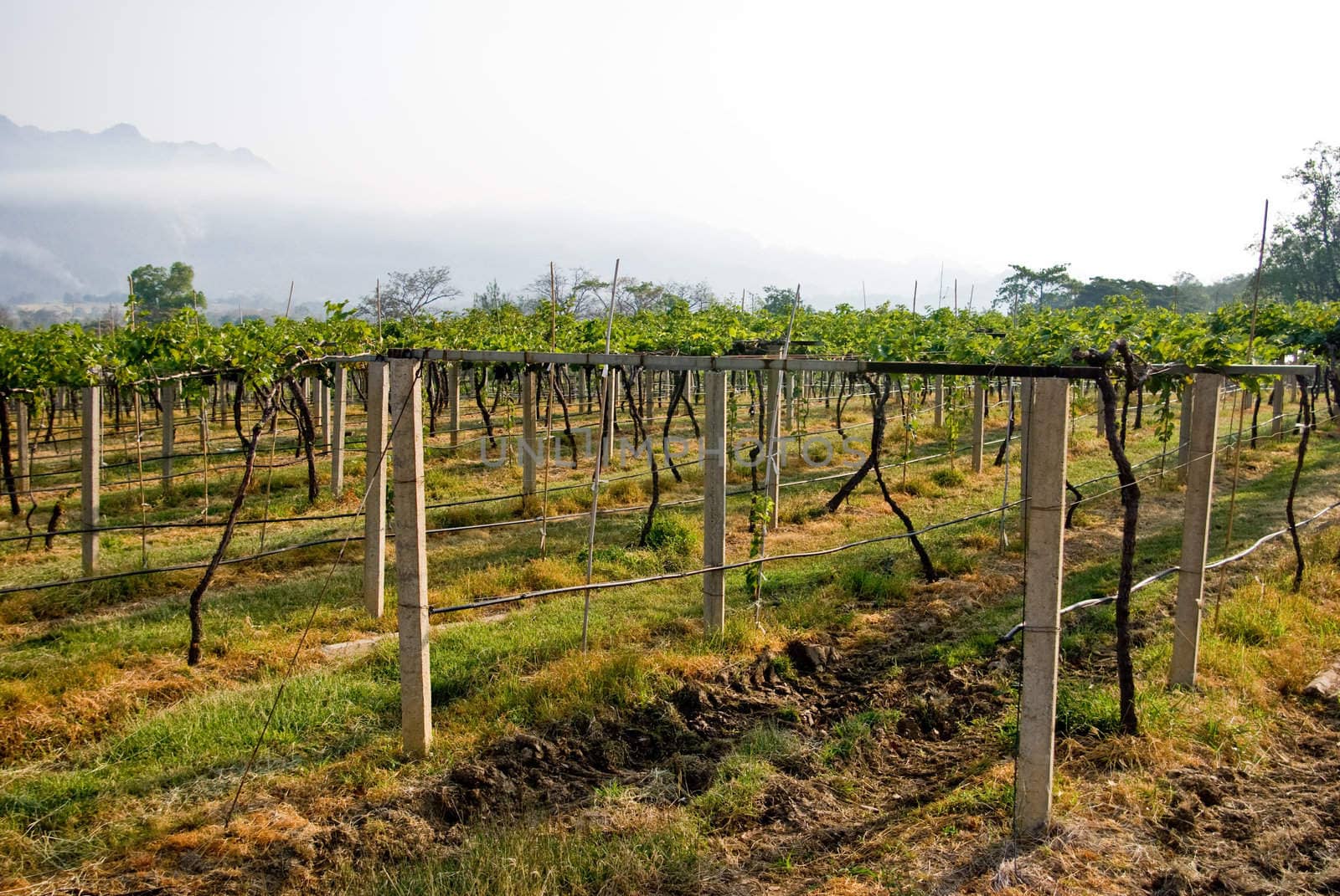 Vinyard Farm in Thailand