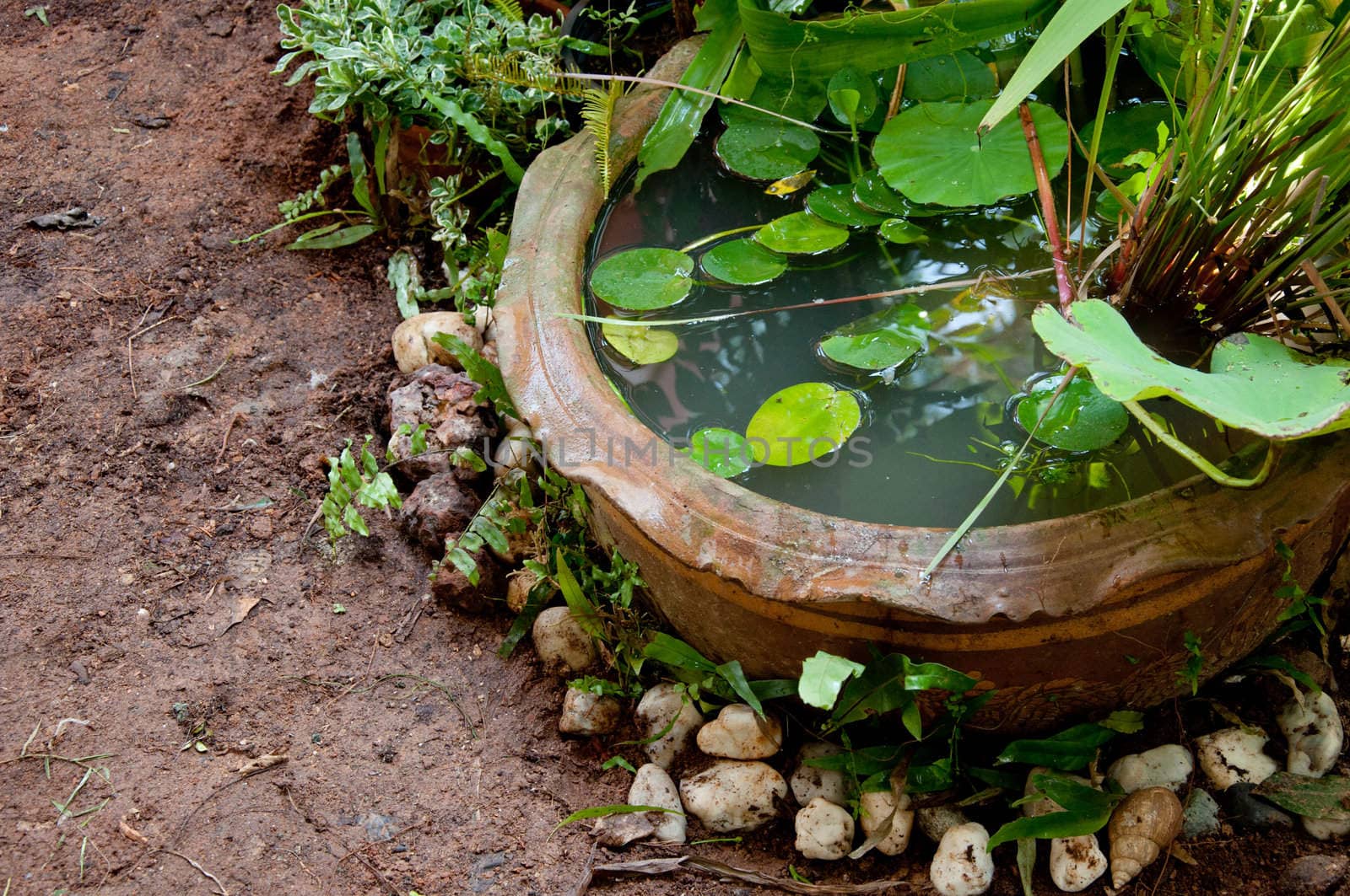 a picture of beautiful plants and garden