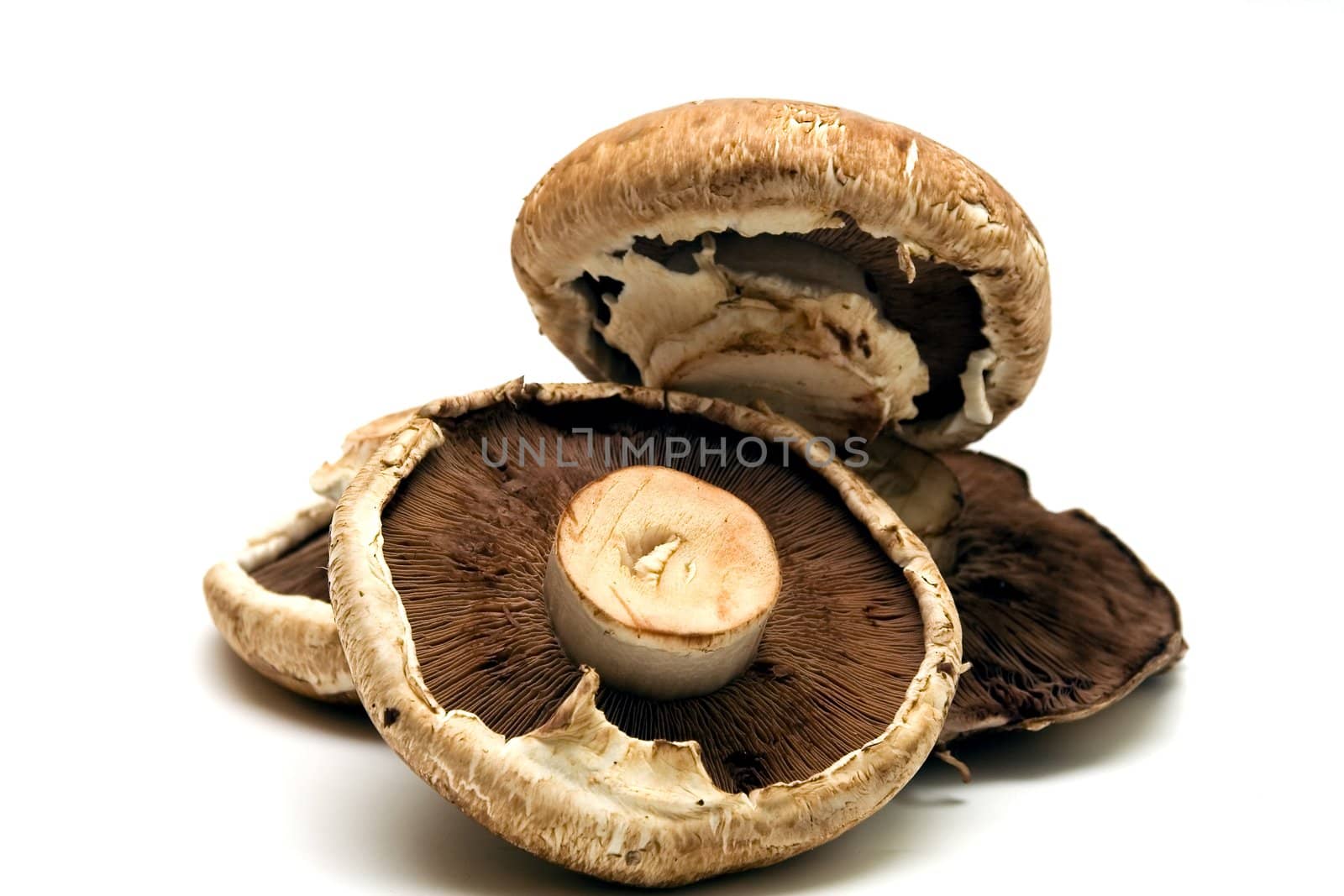 Edible mushrooms Portabello on white background