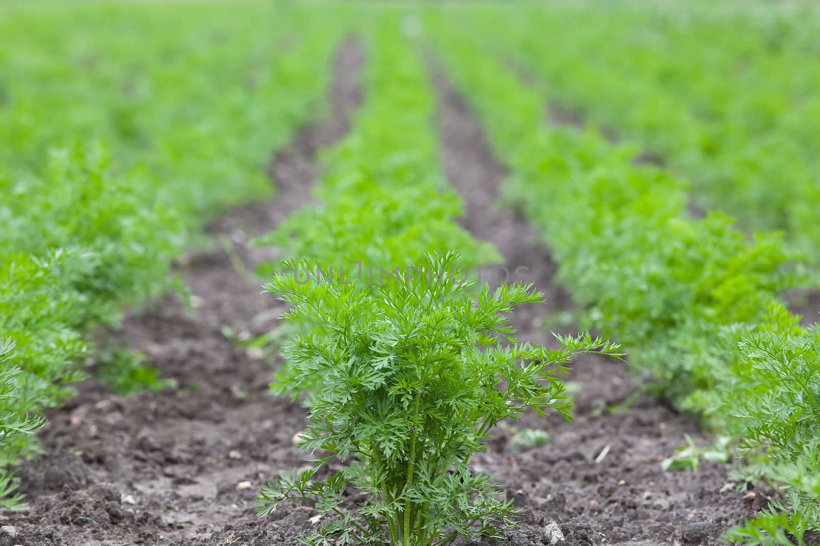 healthy ecological plantation of carrot - shallow DOF