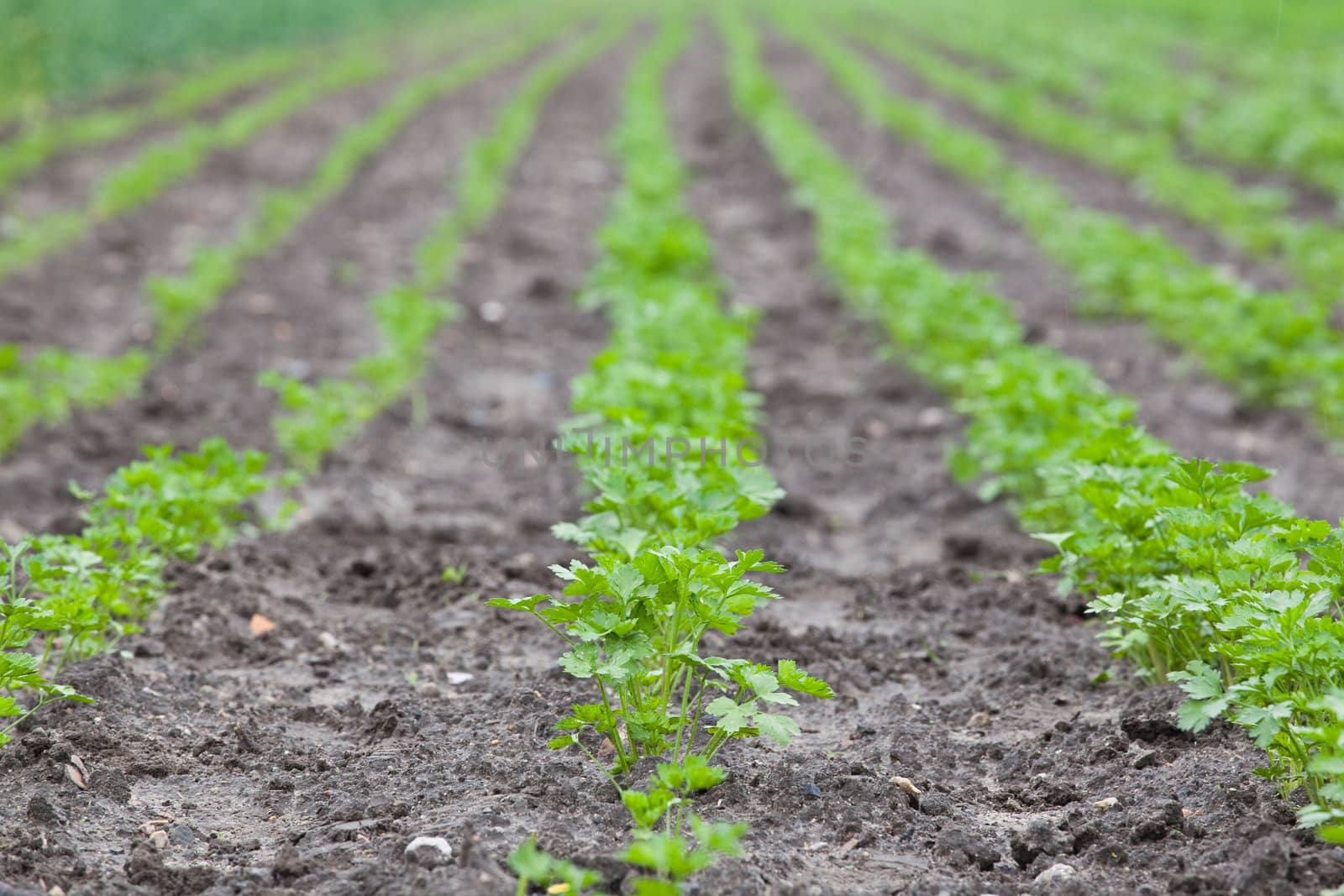 healthy ecological plantation of parsley - shallow DOF