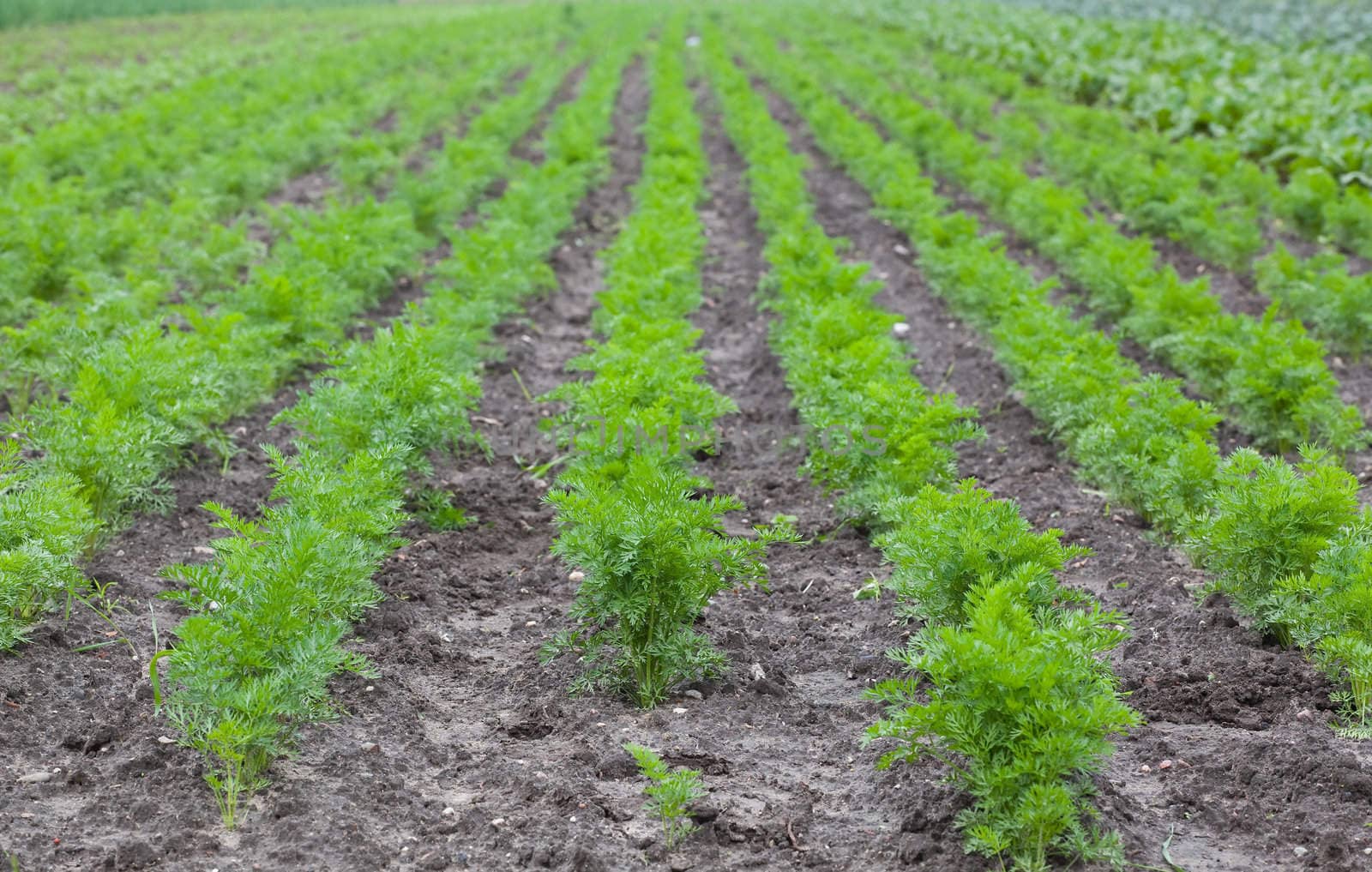 healthy ecological plantation of carrot - Poland - photo taken by ultra wide lens at 12mm