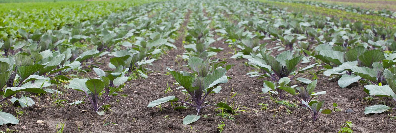 healthy ecological plantation of red cabbage - Poland - panoramic photo