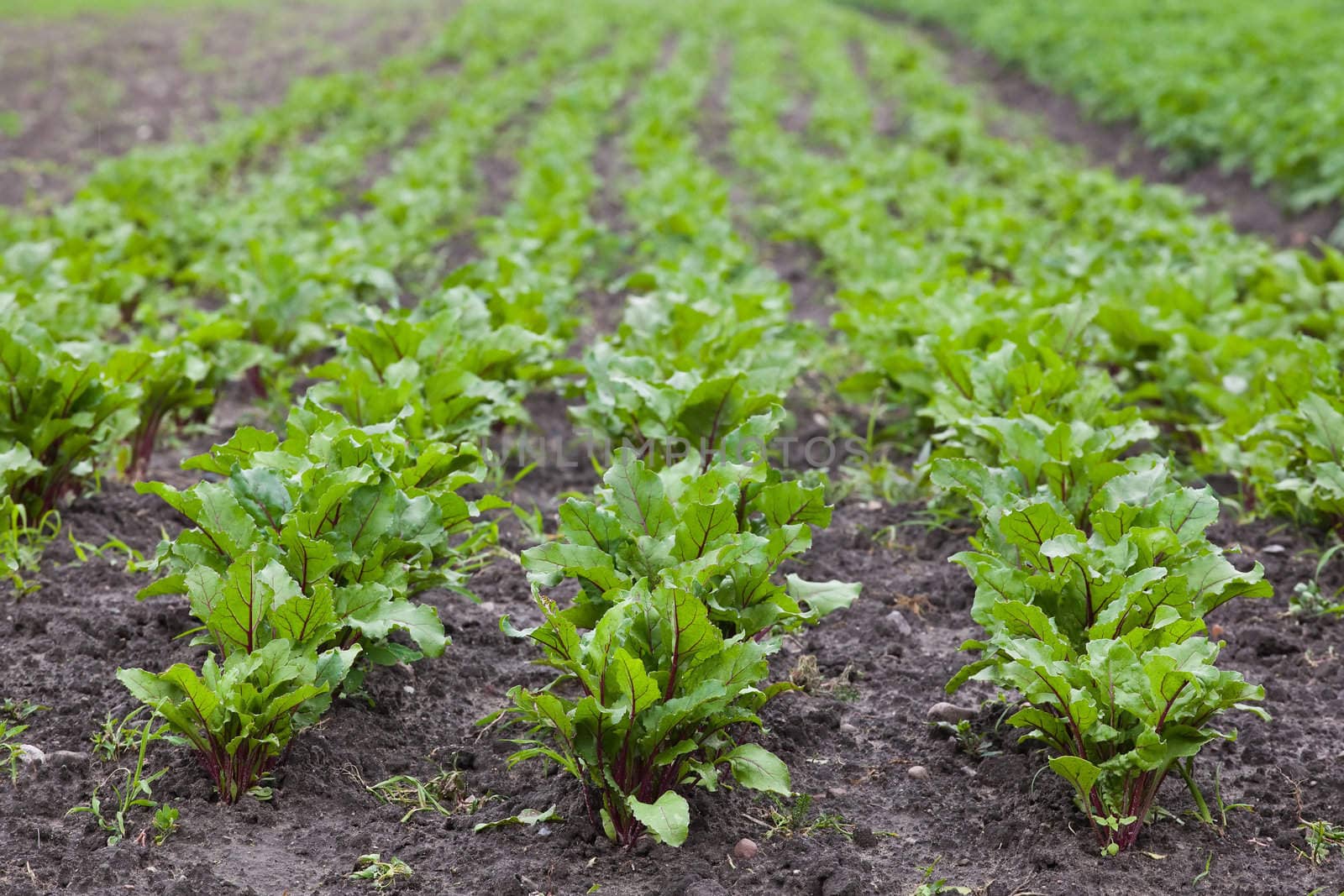 healthy ecological plantation of beetroot - Poland - shallow DOF