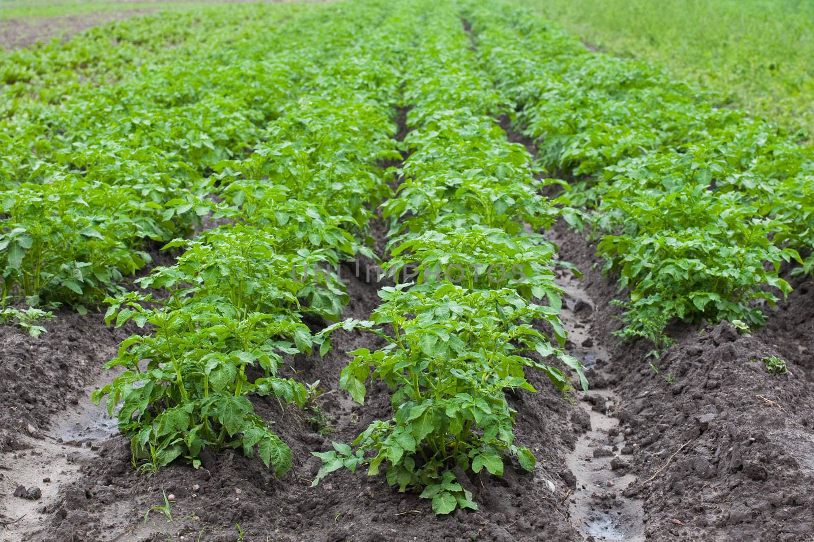 healthy ecological plantation of potatoes - Poland