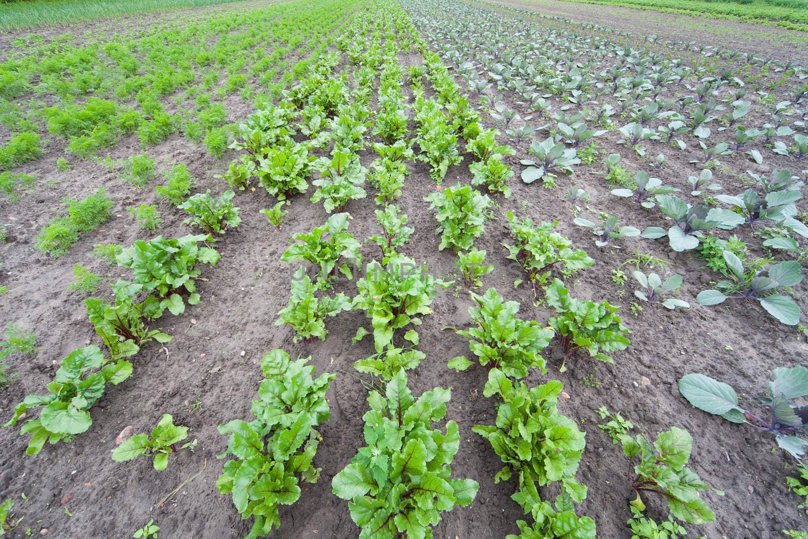 healthy ecological plantation of beetroot - Poland - photo taken by ultra wide lens at 12mm