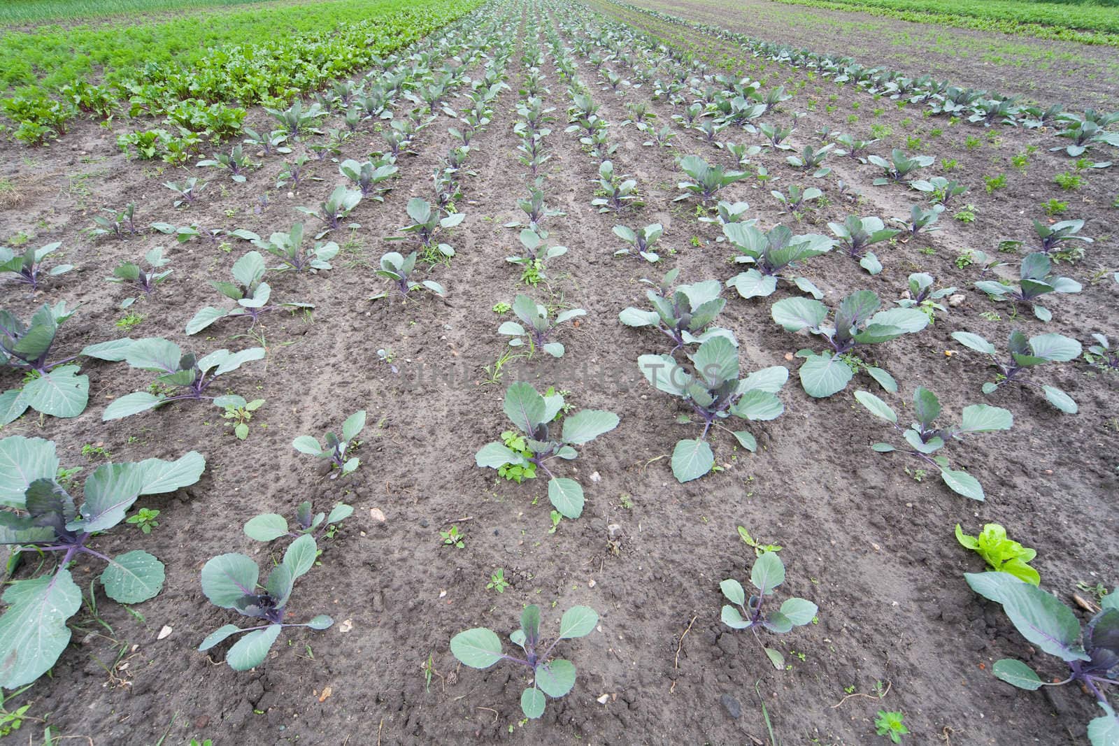 healthy red cabbage ecological plantation - Poland - photo taken by ultra wide lens at 12mm