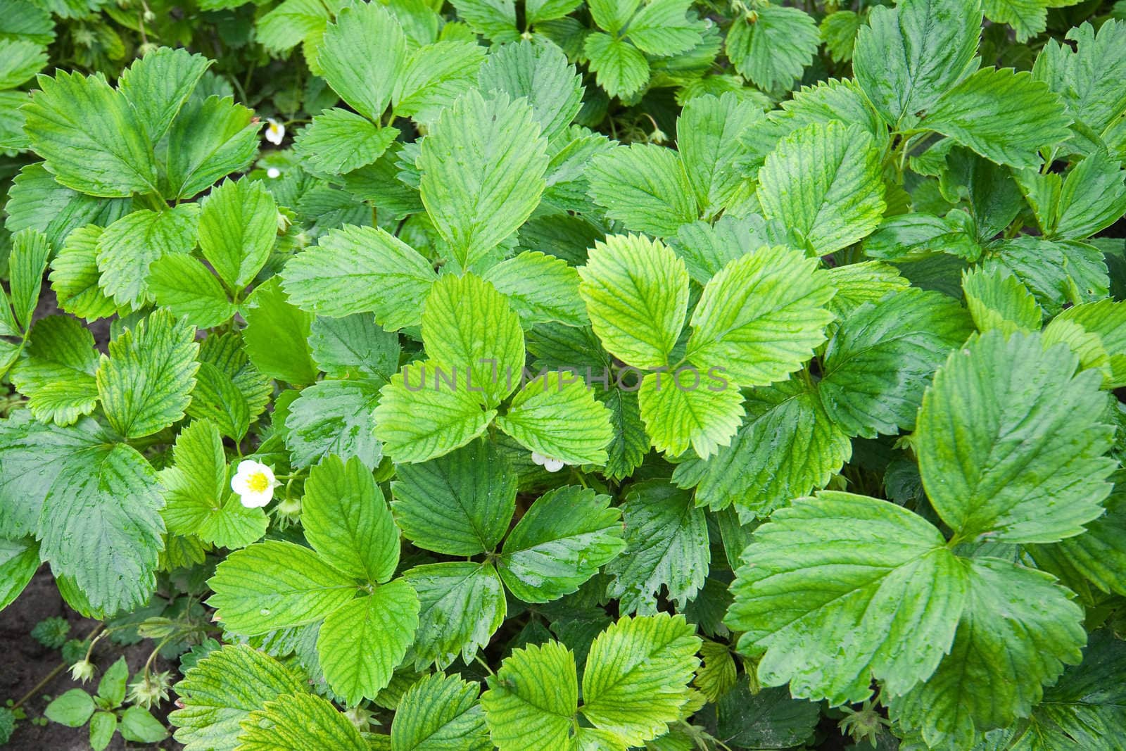 plenty of green strawberry leaves - Fragaria grandiflora