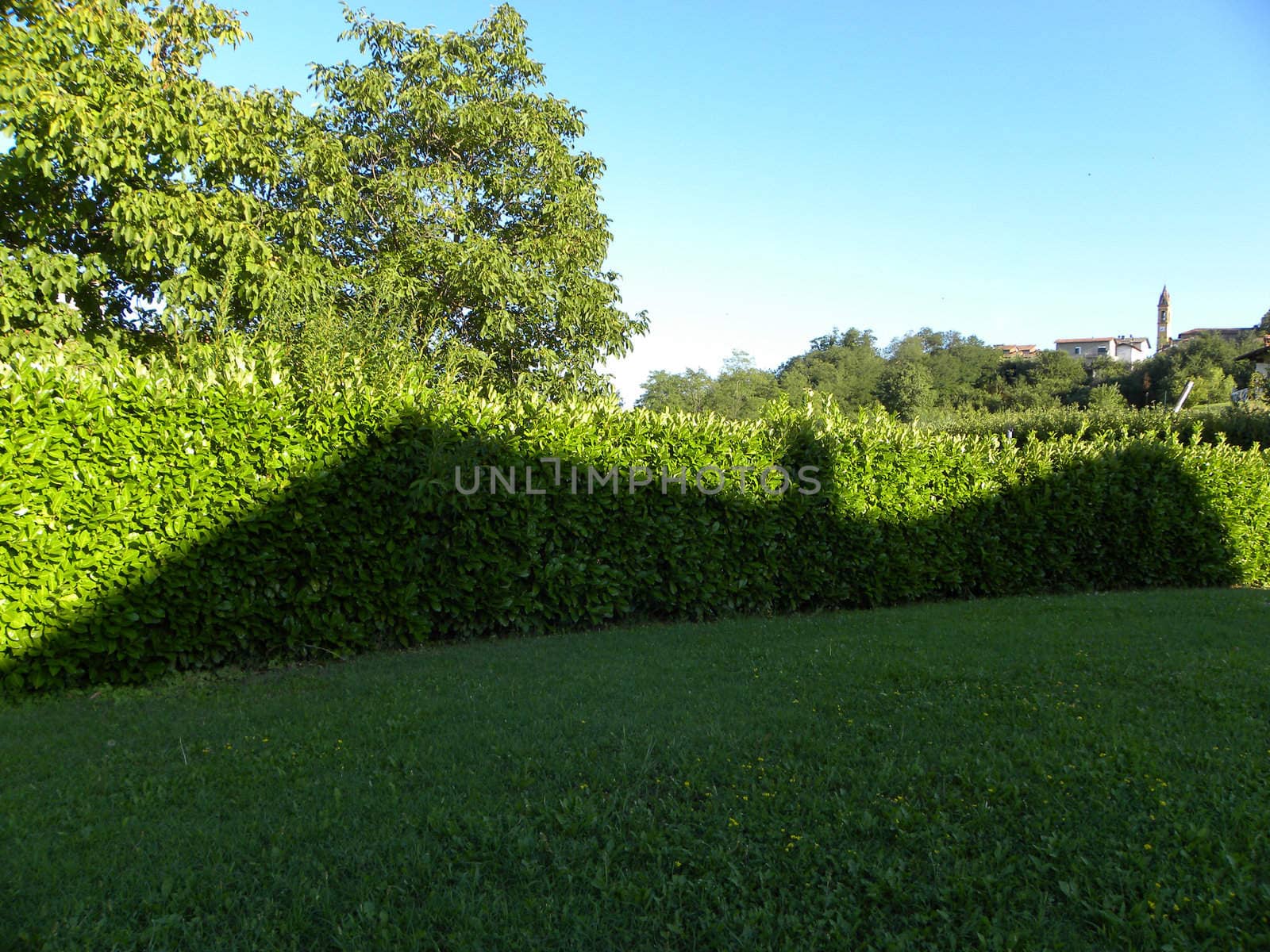                           	 Shadow over a hedge in the shape of a bat 