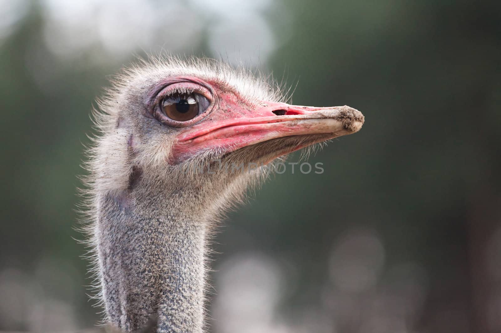 curious ostrich watching for something - beautiful portrait