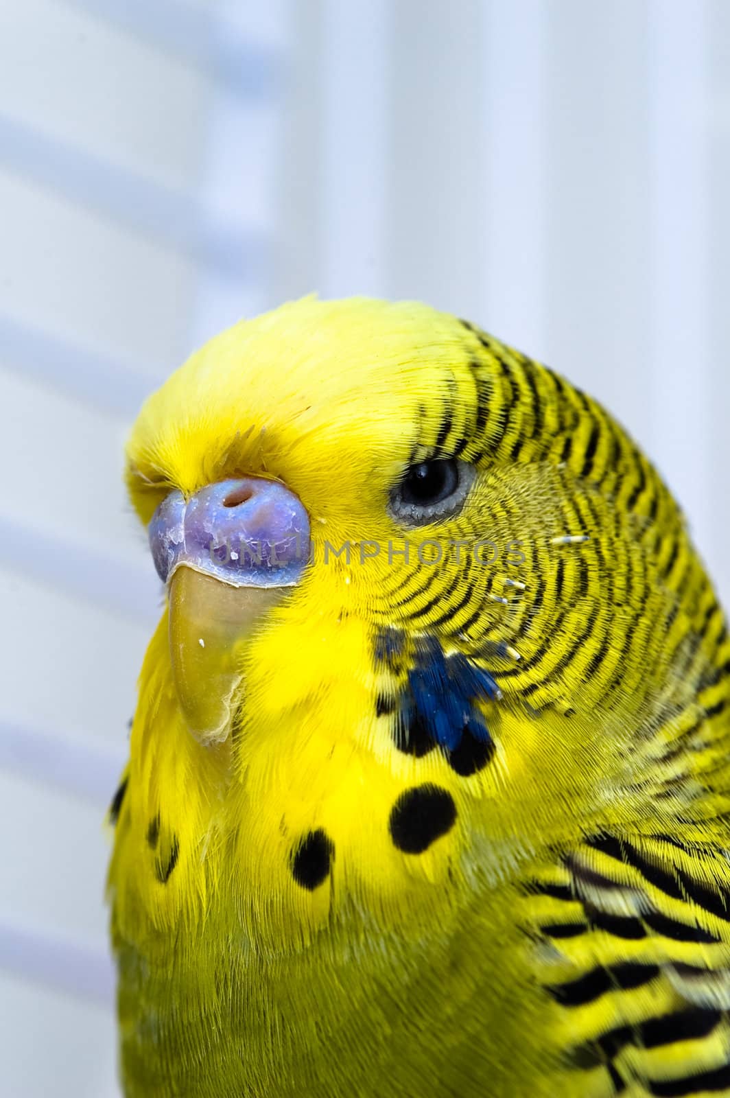 Green male domestic Canary bird in captivity