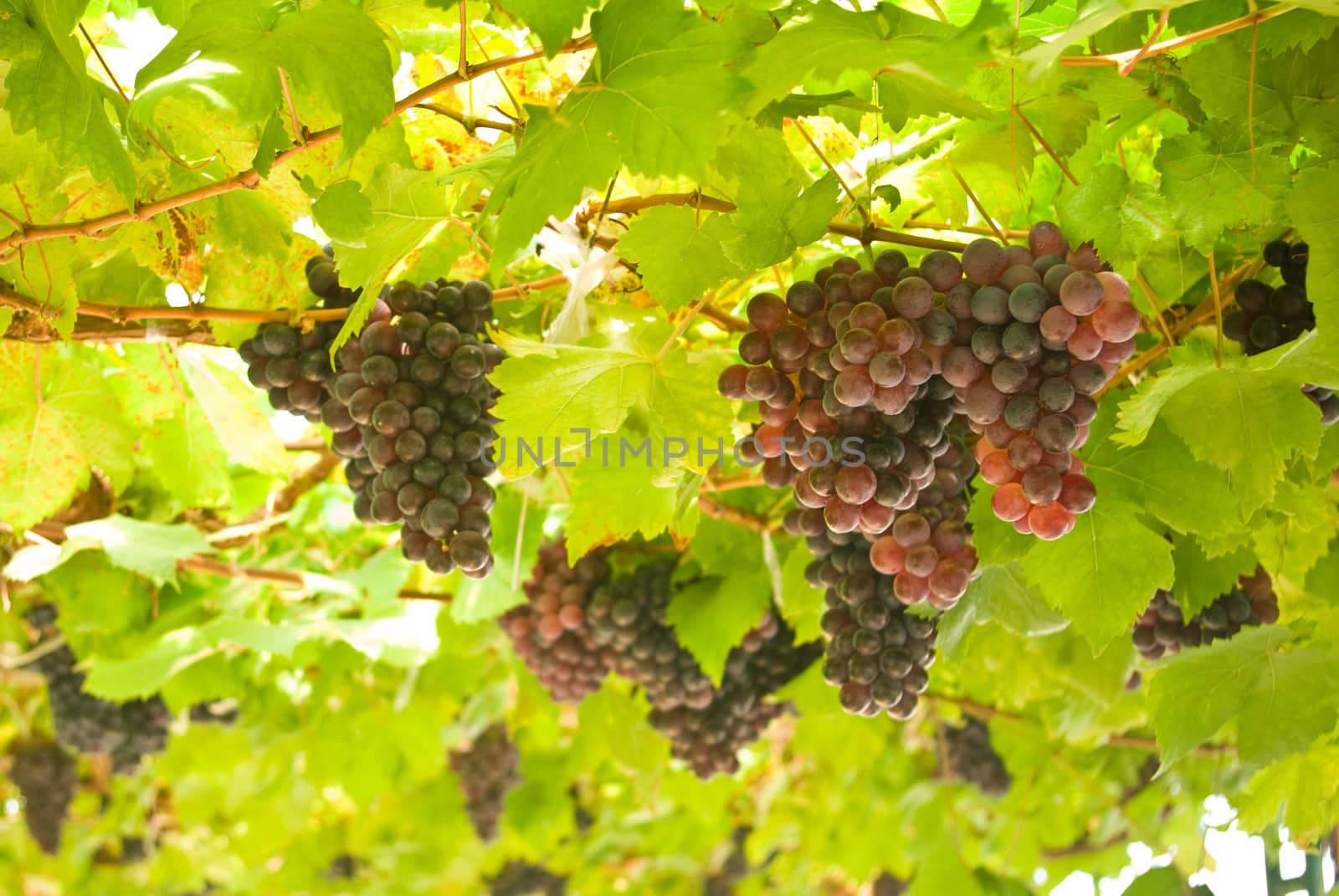 Grape fruit on tree, Vineyards by pixbox77