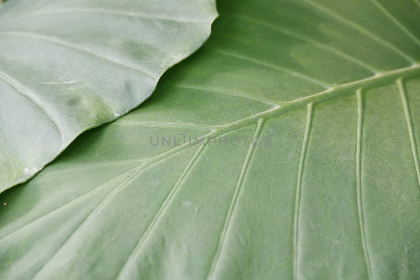 green leaves - perfect as botanical background