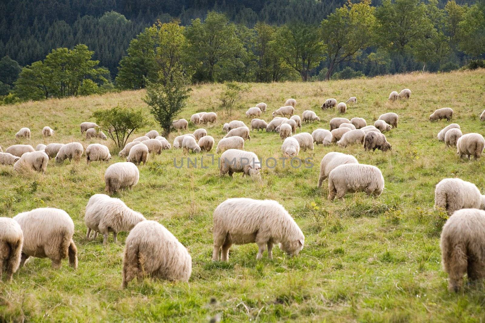 pack of sheep feeding the grass in the mountains