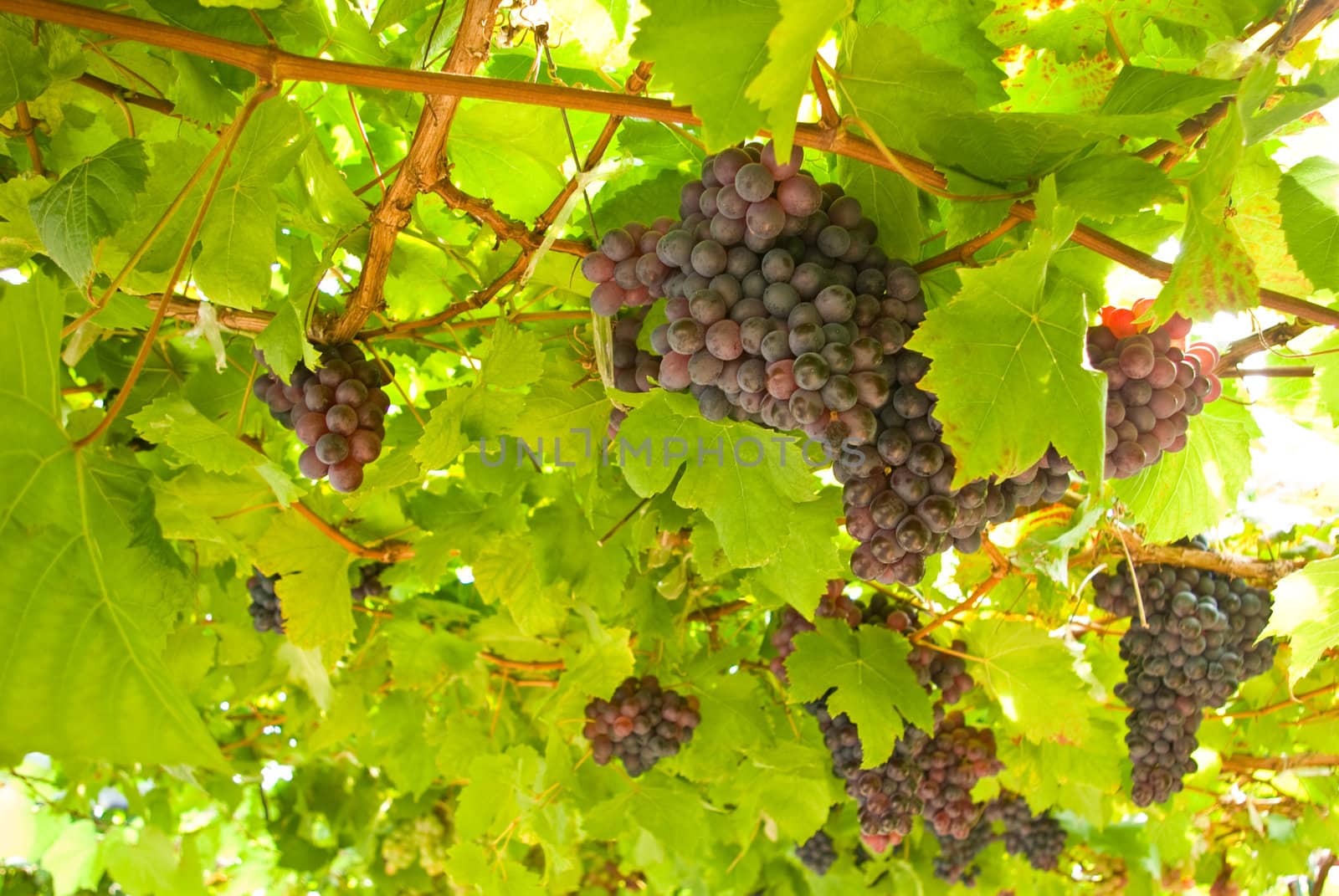 Grape fruit on tree, Vineyards