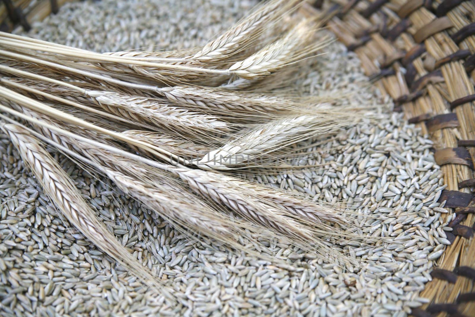 ear of the wheat on wicker basket by furzyk73
