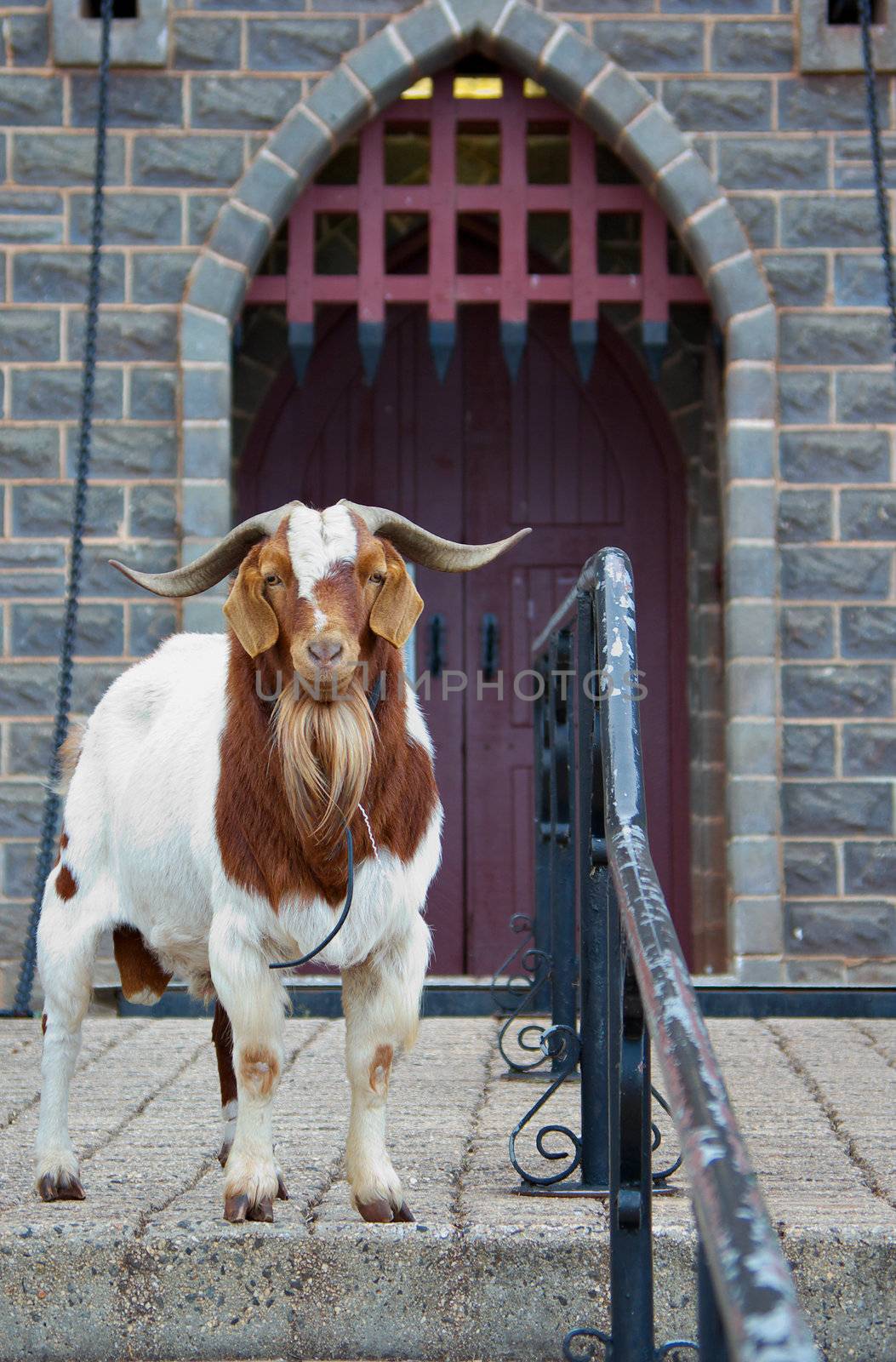 security problems  this castle is guarded by a rather unfriendly goat