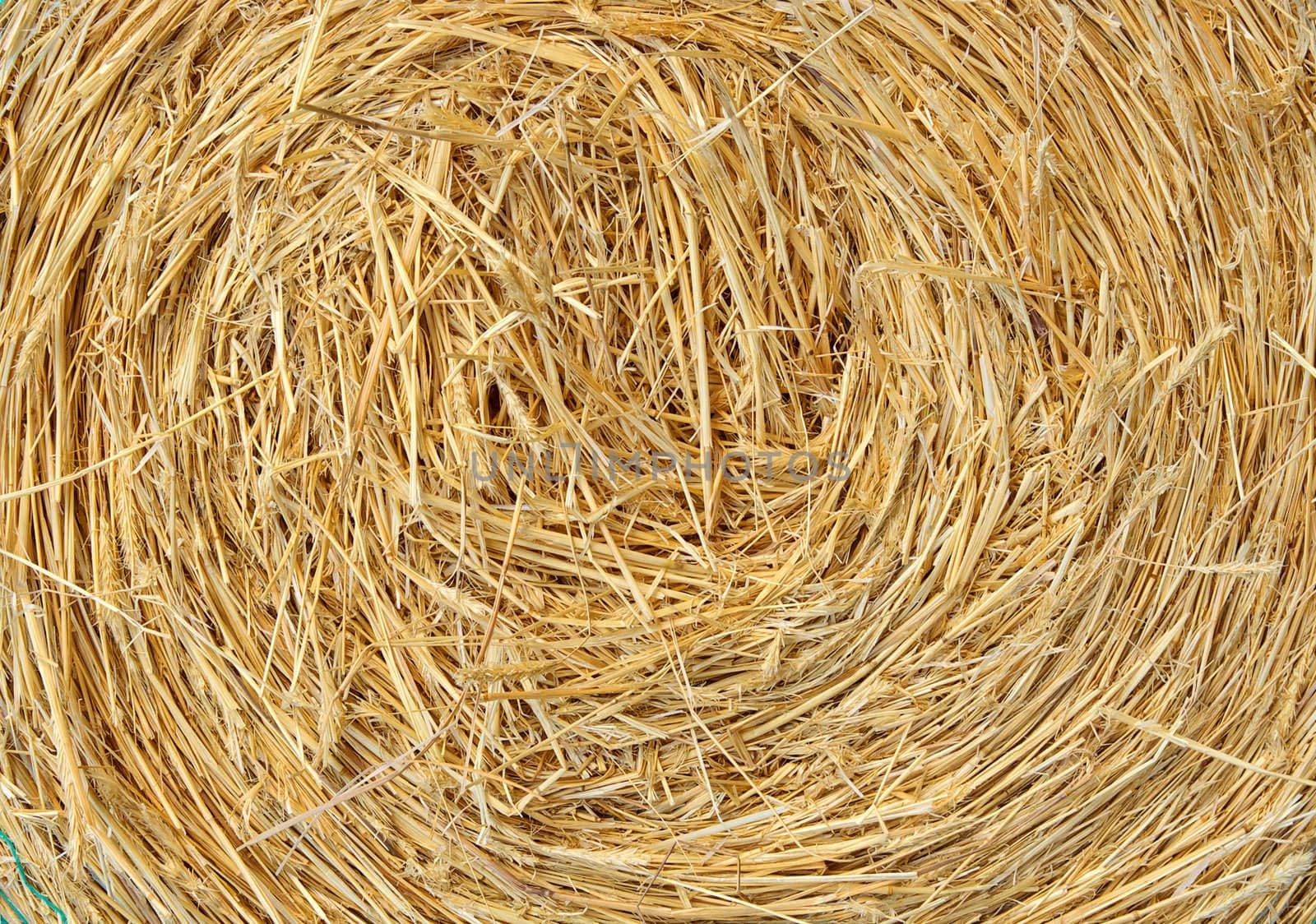 a big round bale of  straw for stock feed