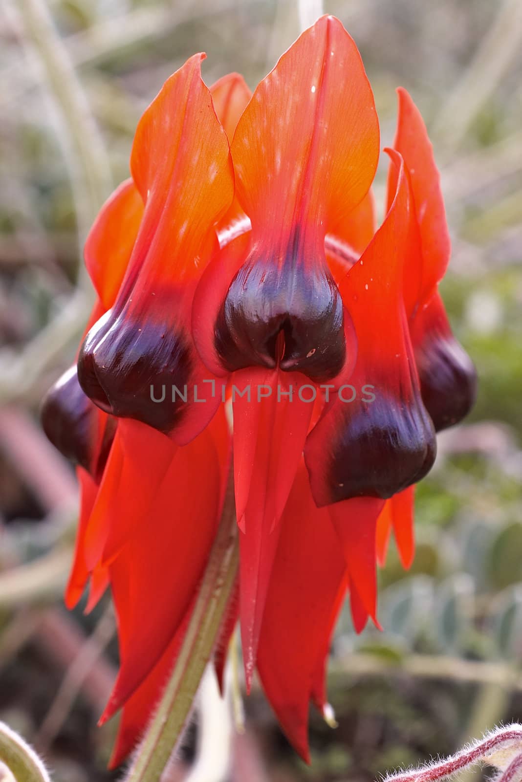 sturts desert pea - the icon of the australian outback