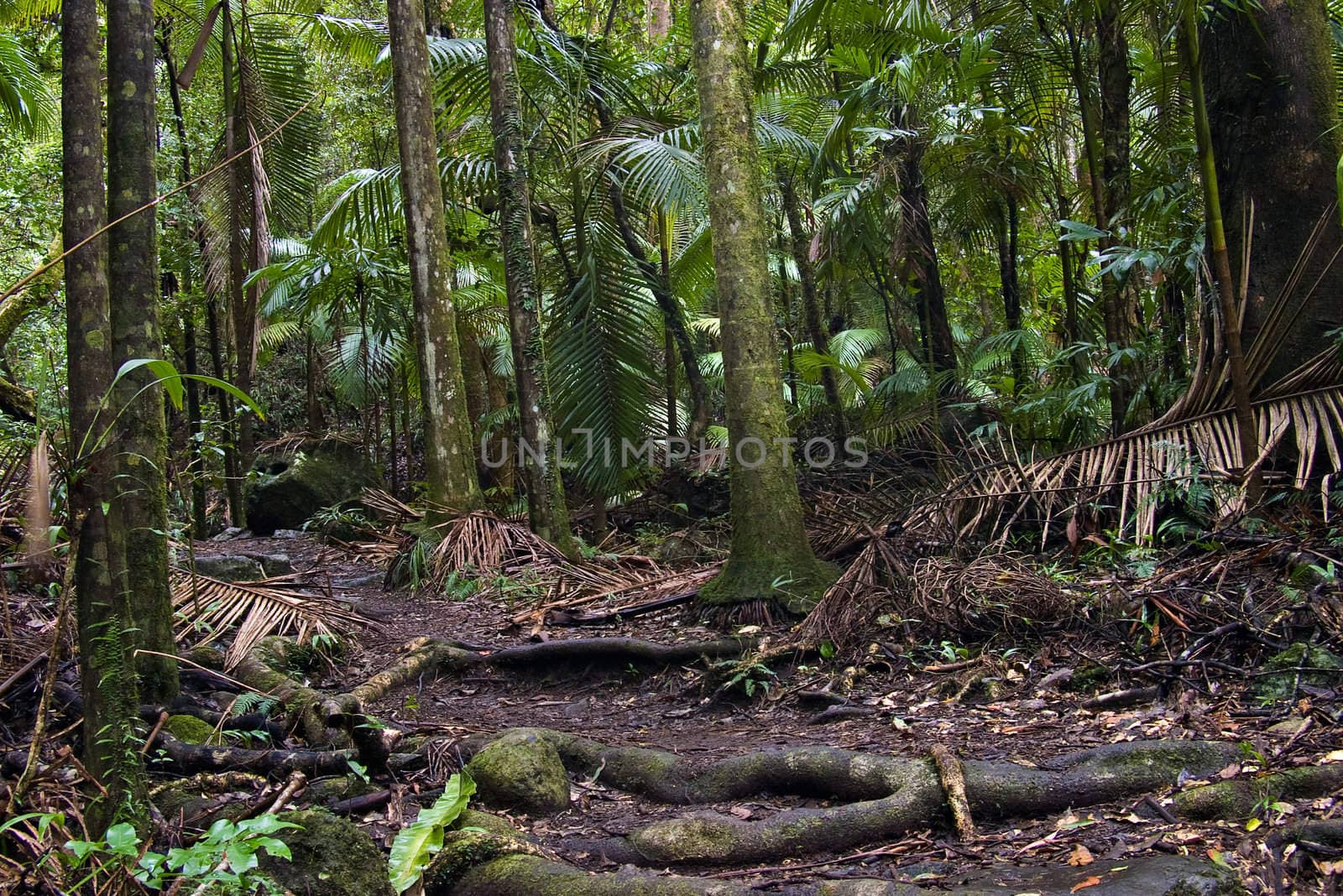 the beautiful nature of border ranges rain forest in northern nsw