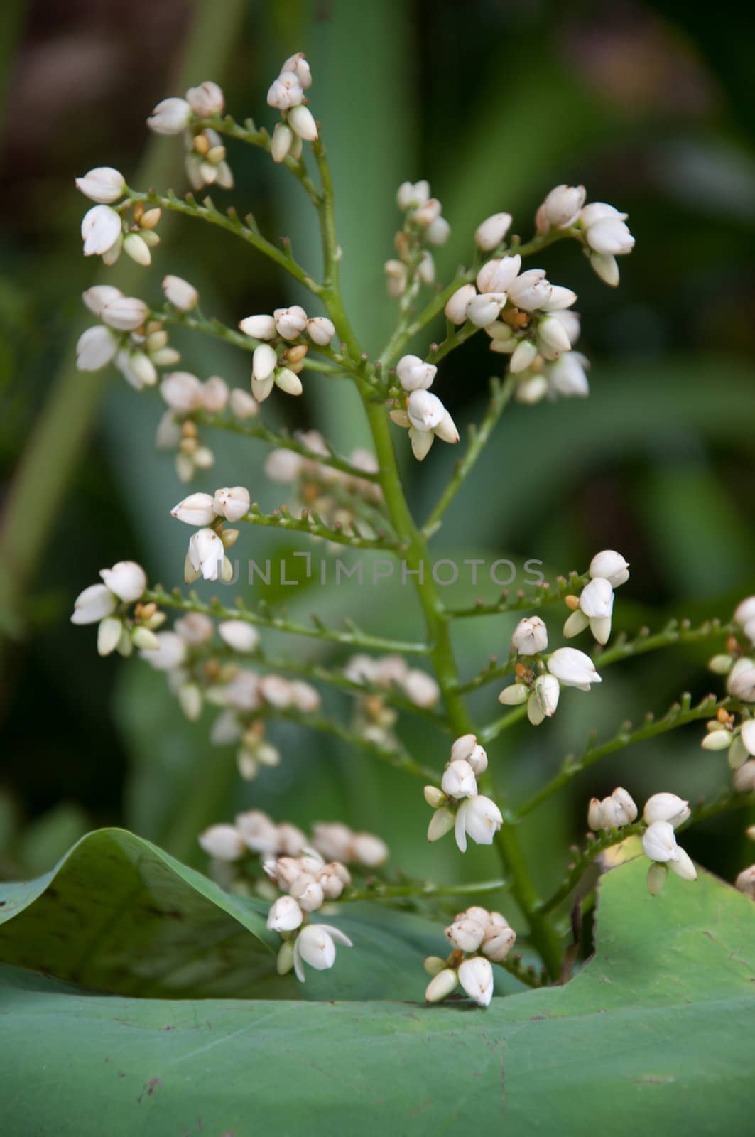 white flower by ngarare