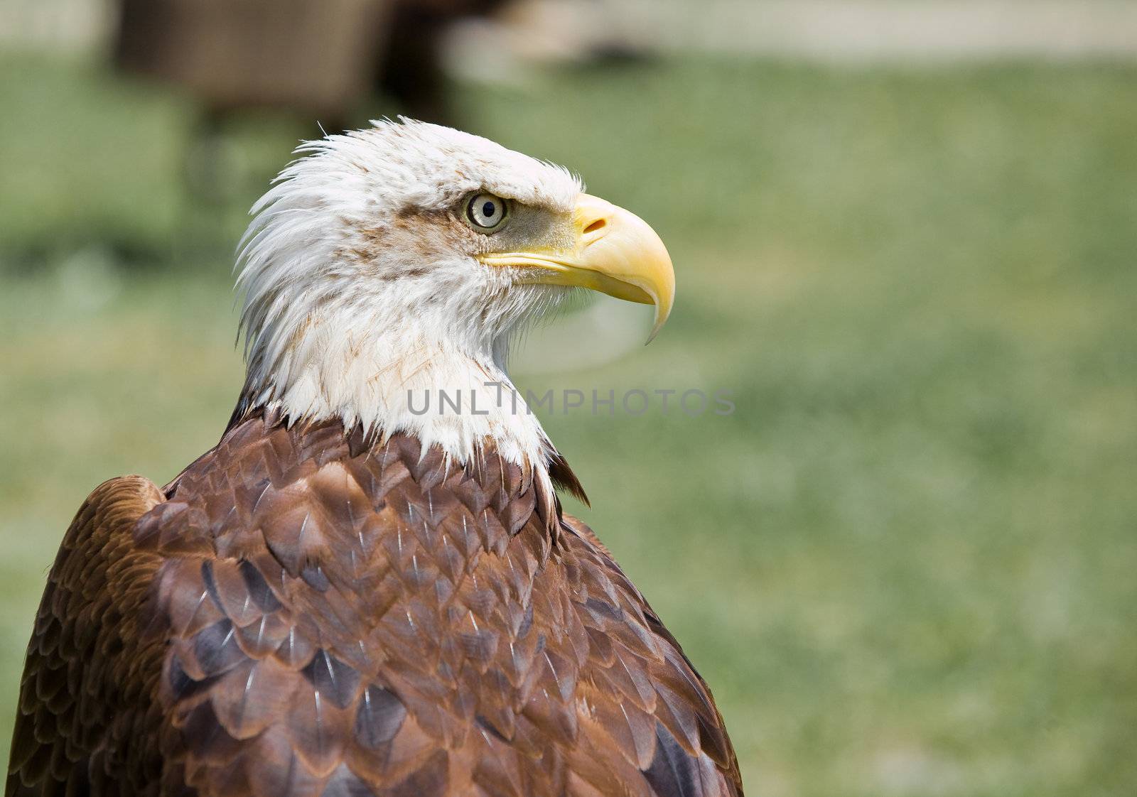 american bald eagle by Trebuchet