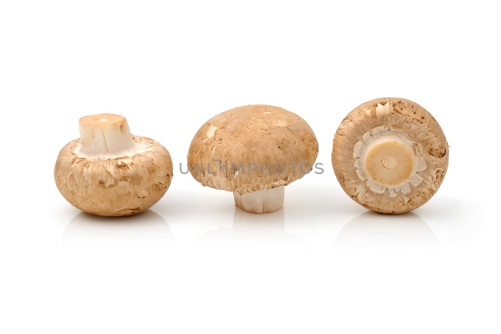 Three Coffee mushrooms on white background