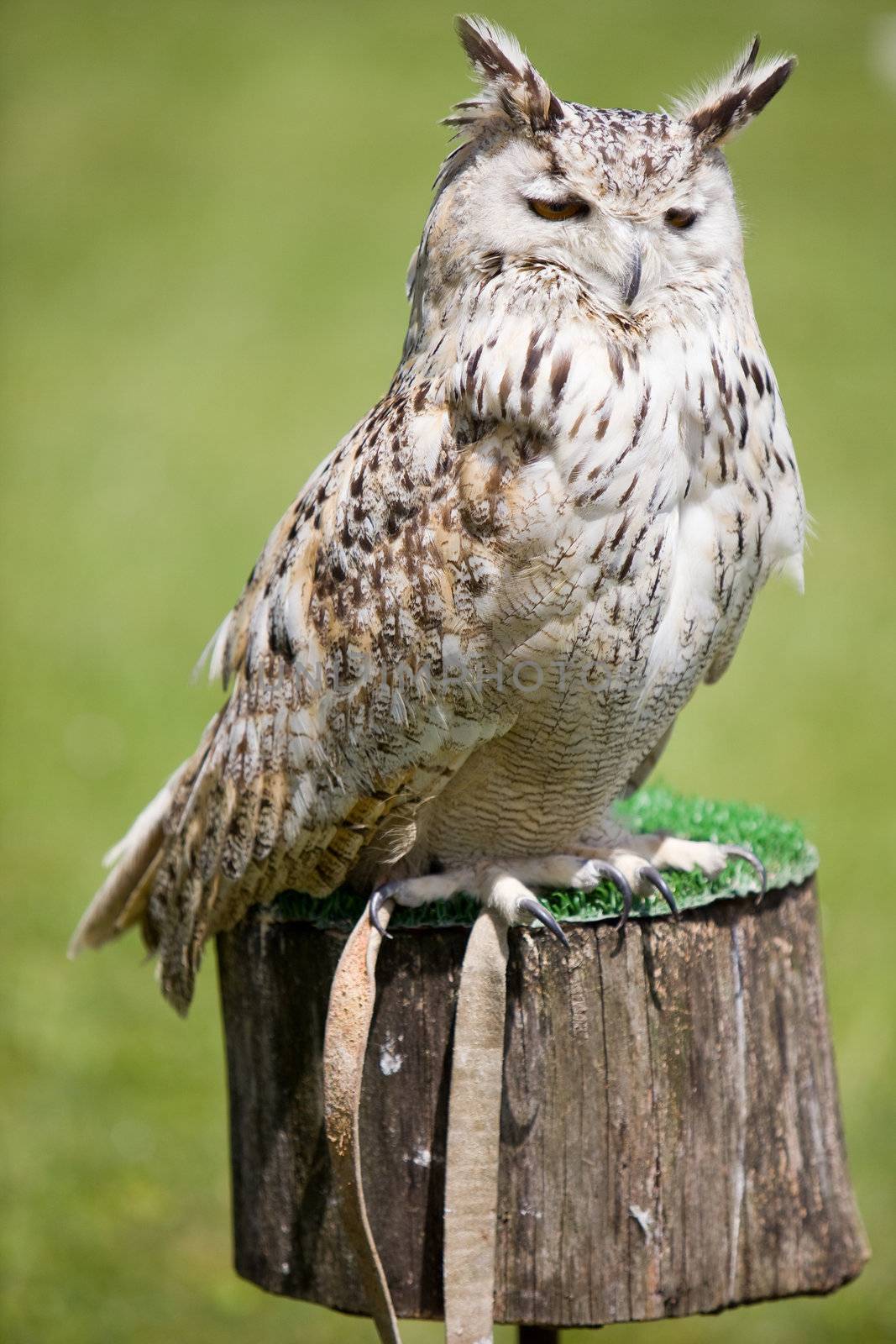 eagle owl by Trebuchet