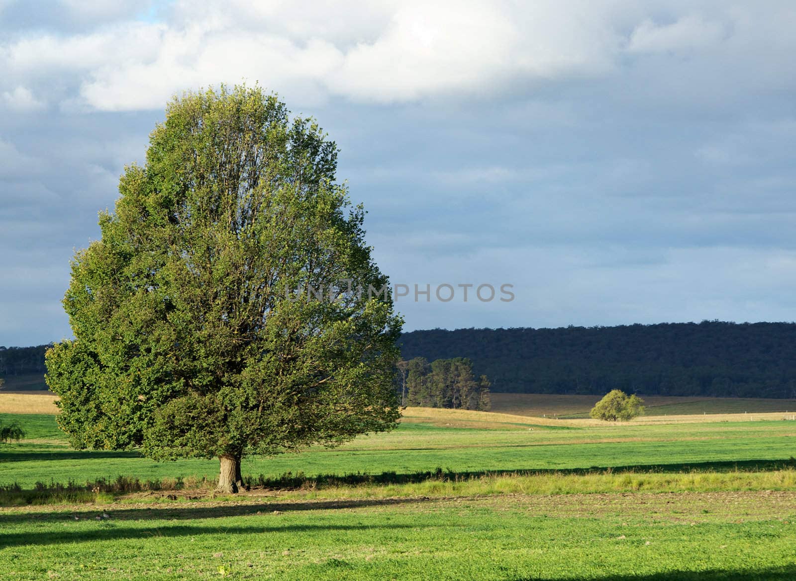 landscape of a single green bushy tree in green field