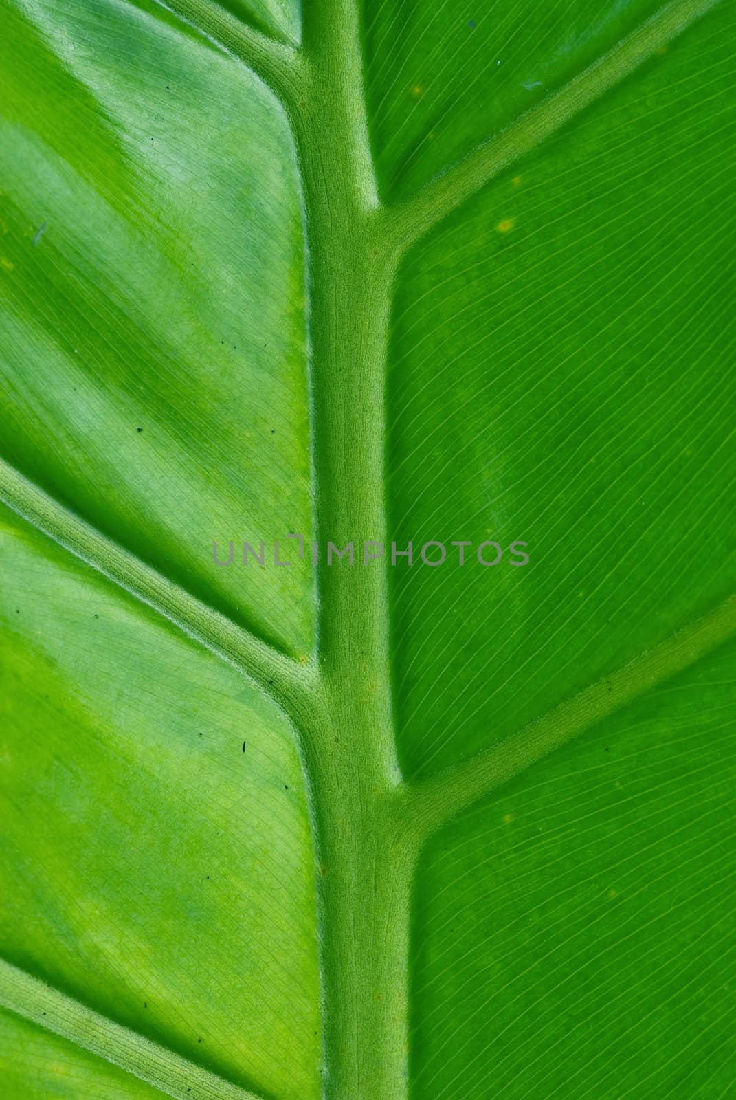 perfect green palm leaf nature background image