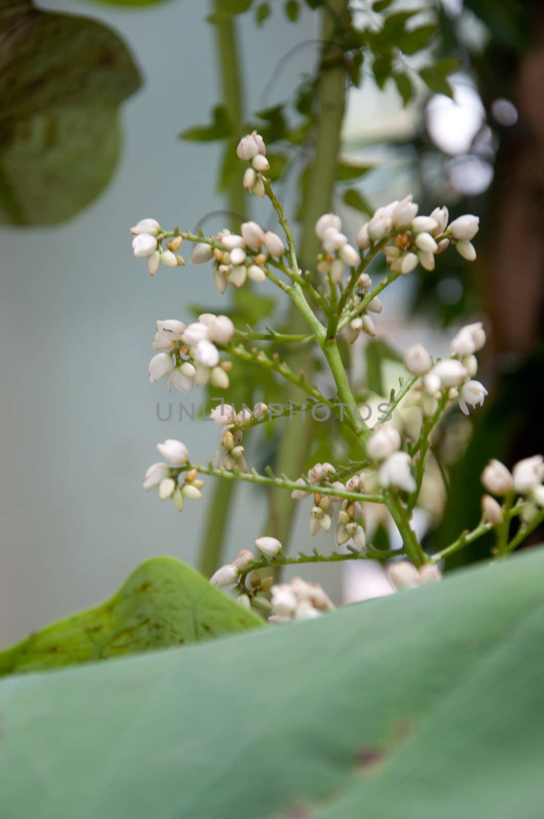 white flower by ngarare