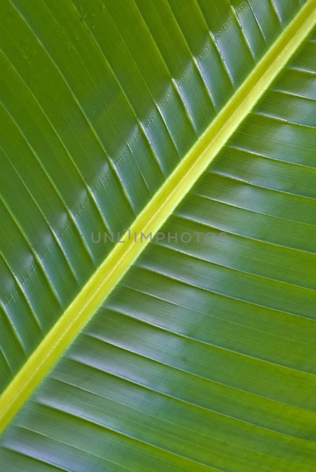 big green palm leaf in the forest