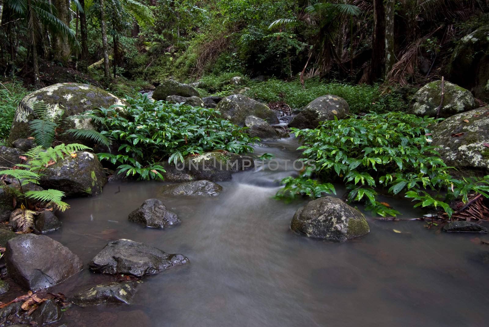 a small stream flows through the border ranges rainforest