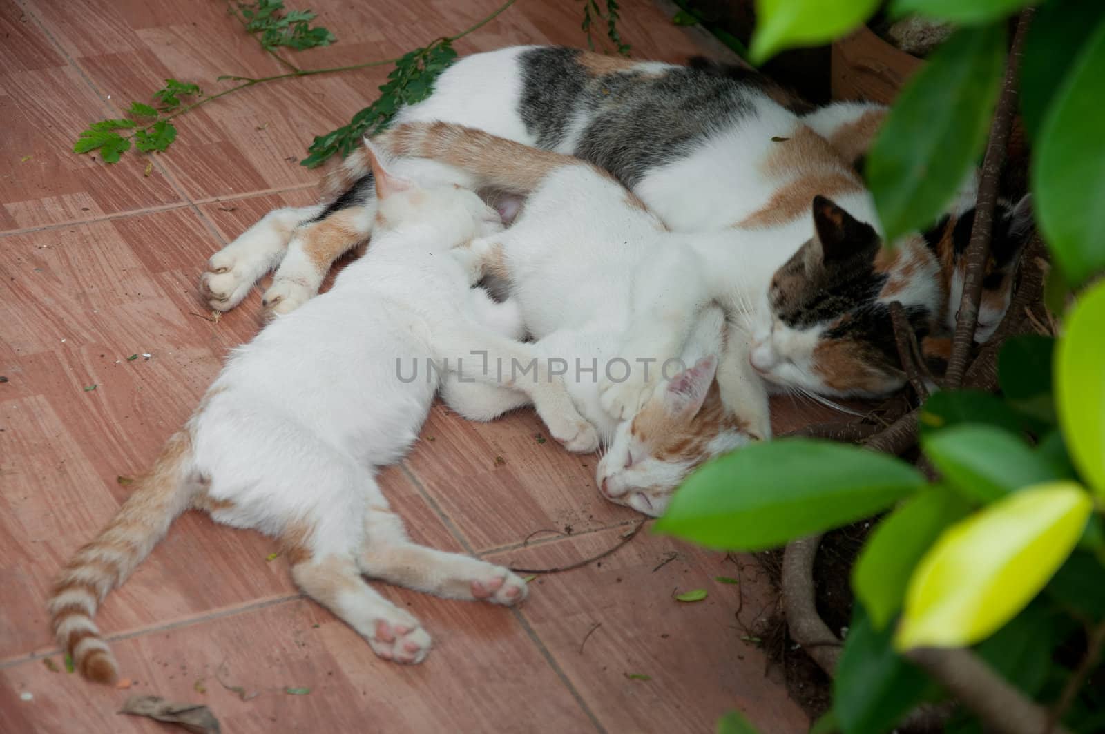 a picture of beautiful cat family