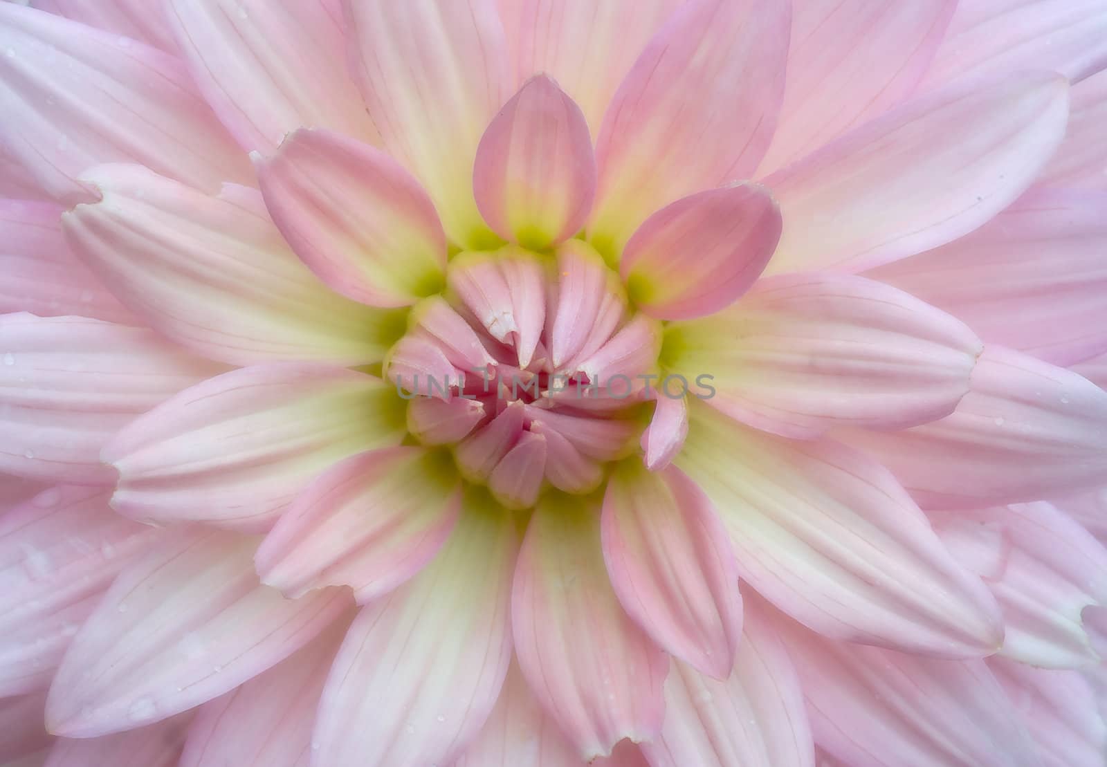 beautiful soft pink and diffused crysanthemum flower