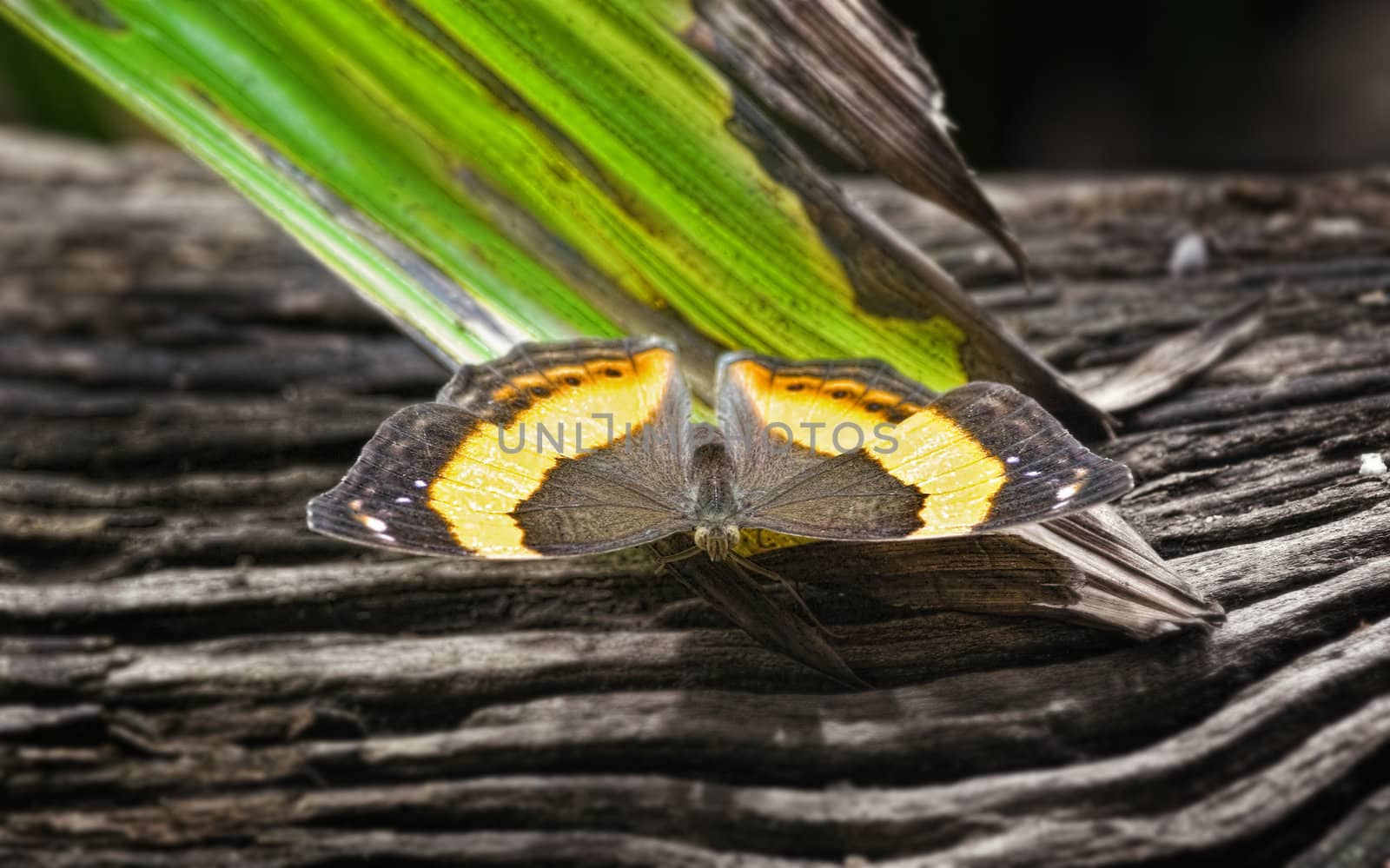 great image of a beautiful butterfly in the forest