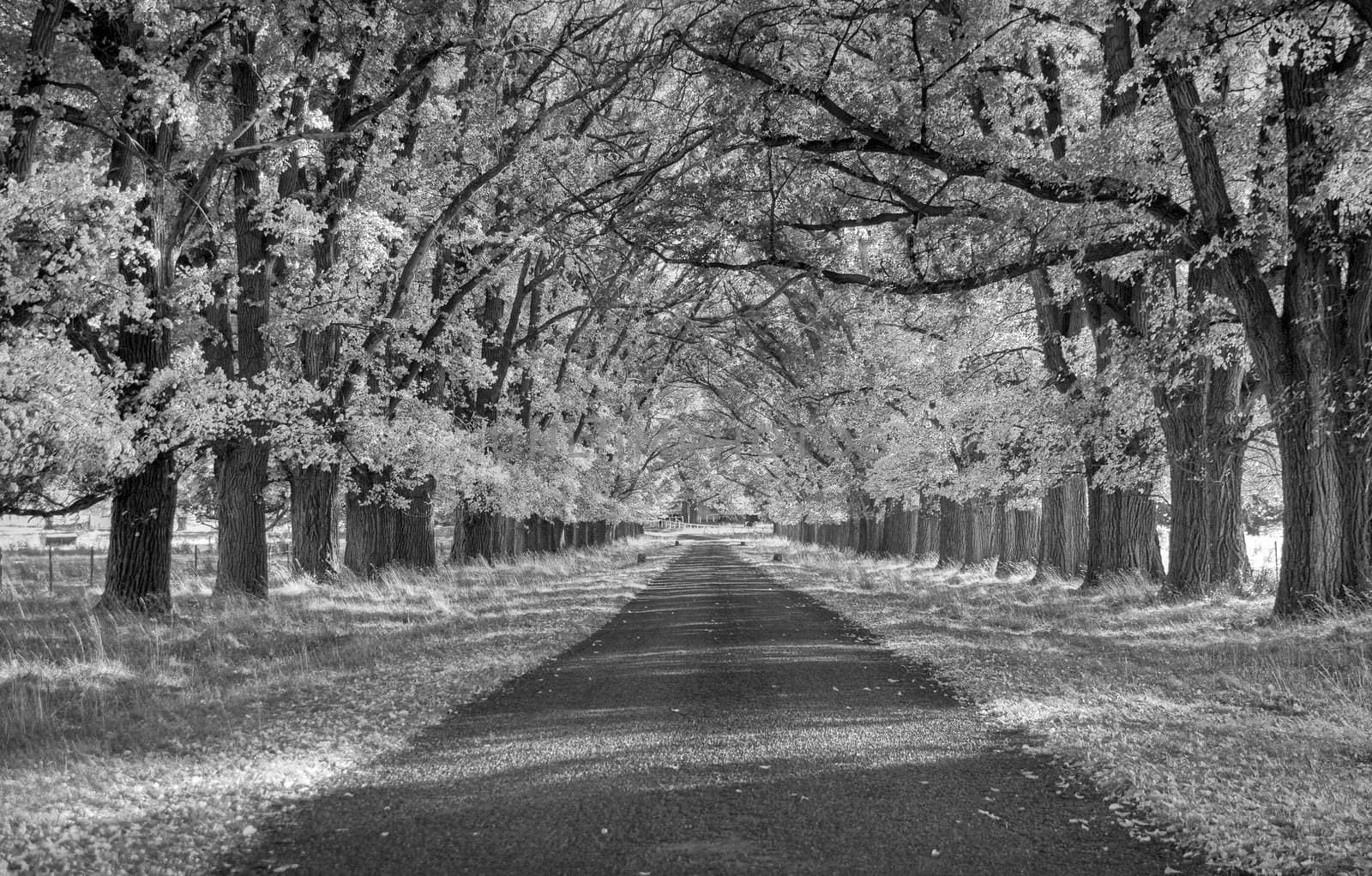 great image of a tree lined road 