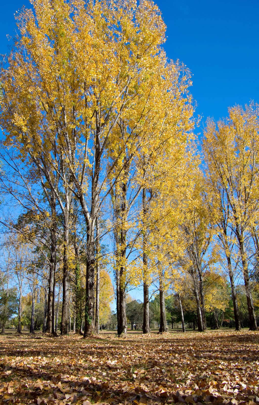 yellow trees and fallen leaves at autumn